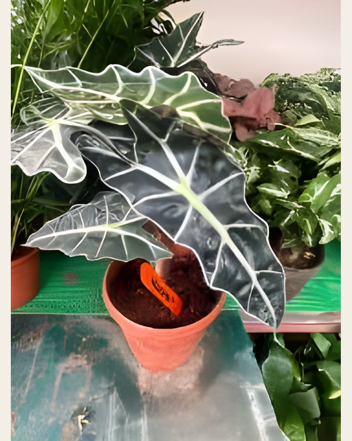 Alocasia (6 inch Pot)