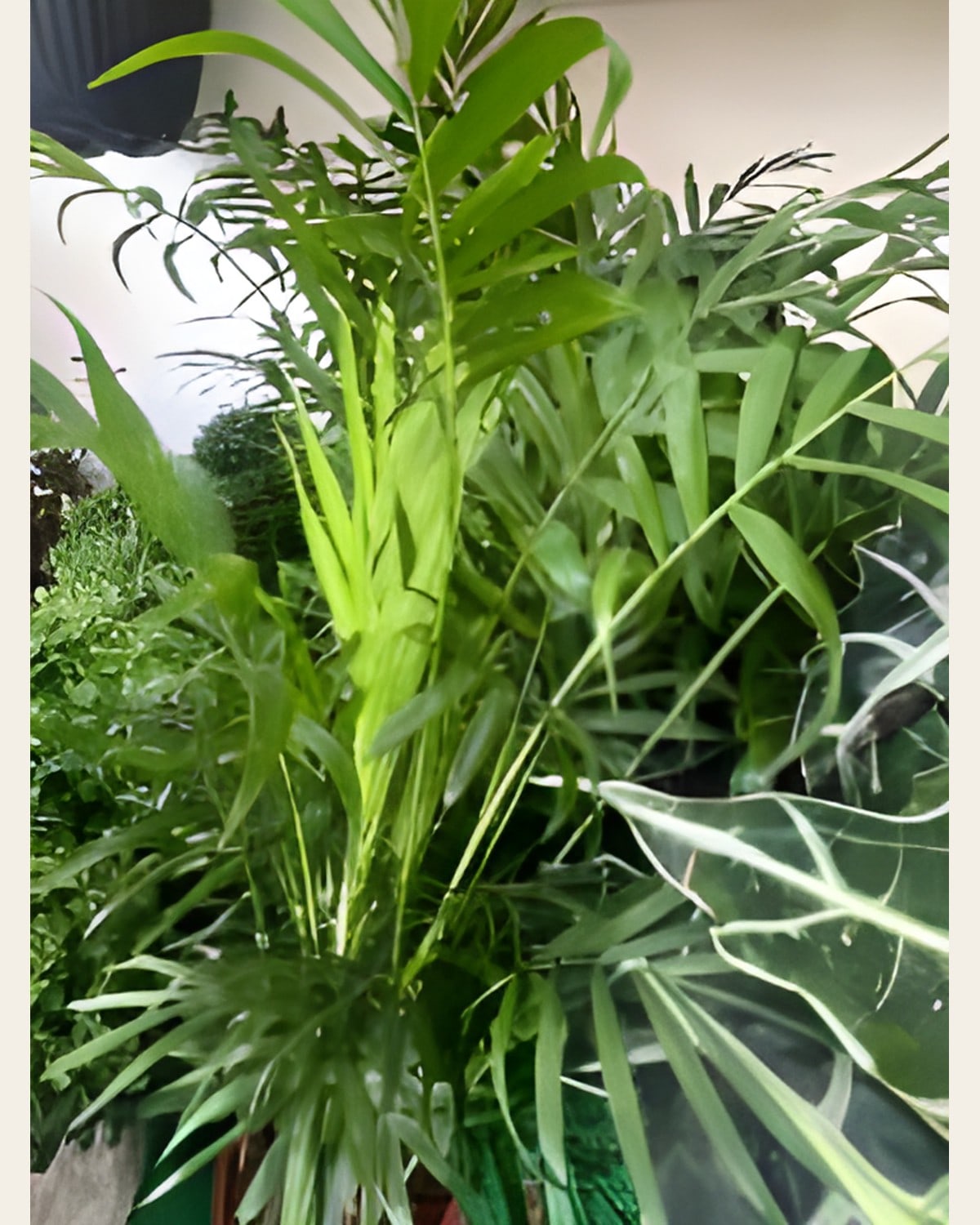 Areca Palm, 2 to 3 Feet (6 inch Pot)