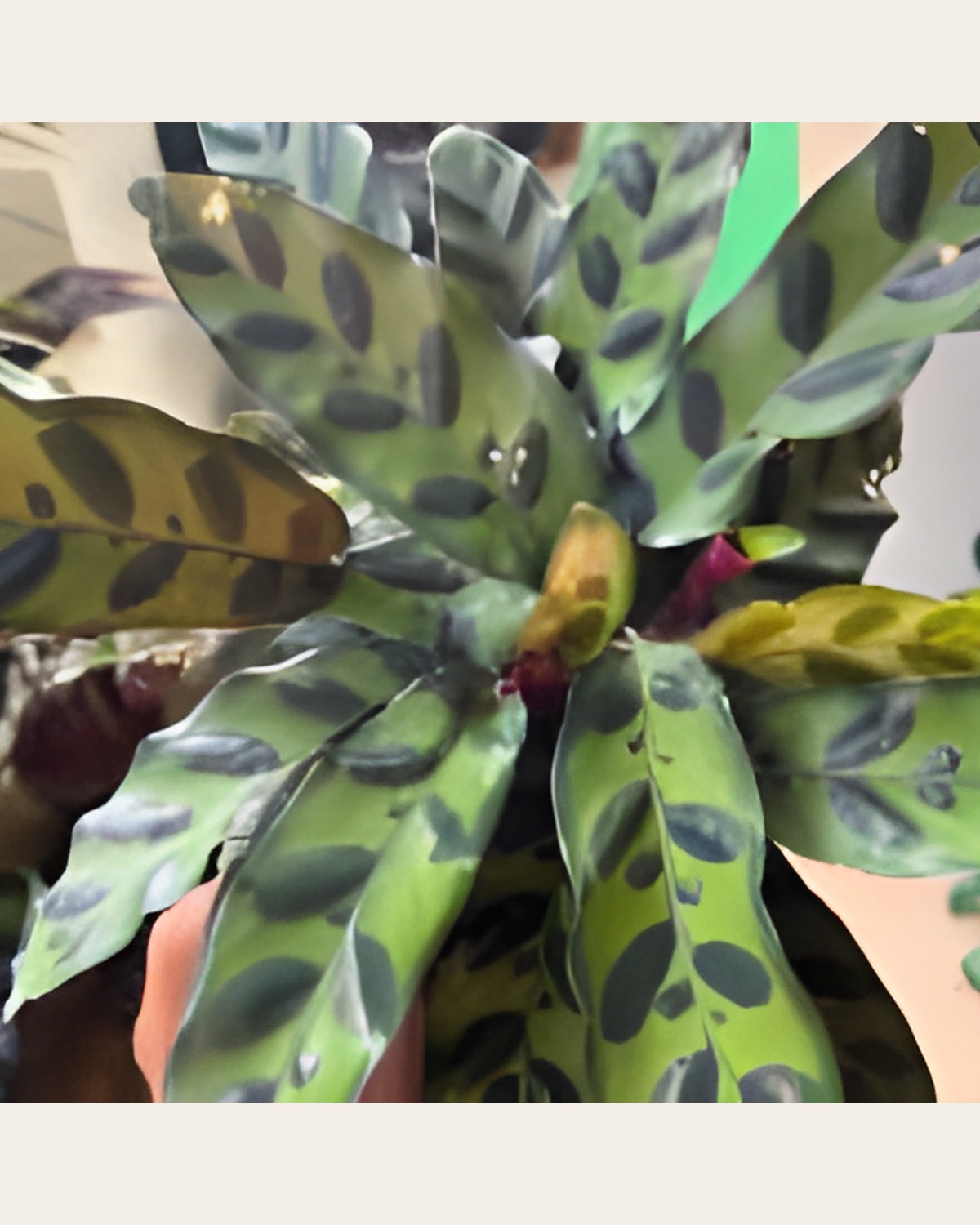 Calathea, 4 Types (6 inch Pot)
