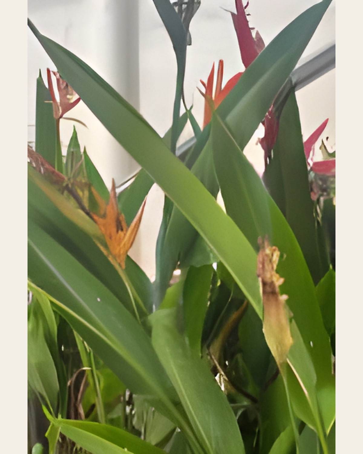 Parrot Plant (Heliconia), 3 to 4 Feet (Poly Bag)