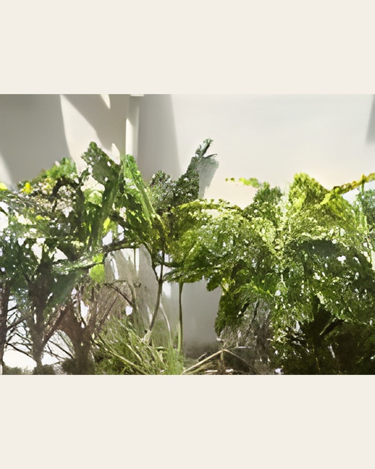 Croton, Various, 1 to 2 Feet (Small Bag)
