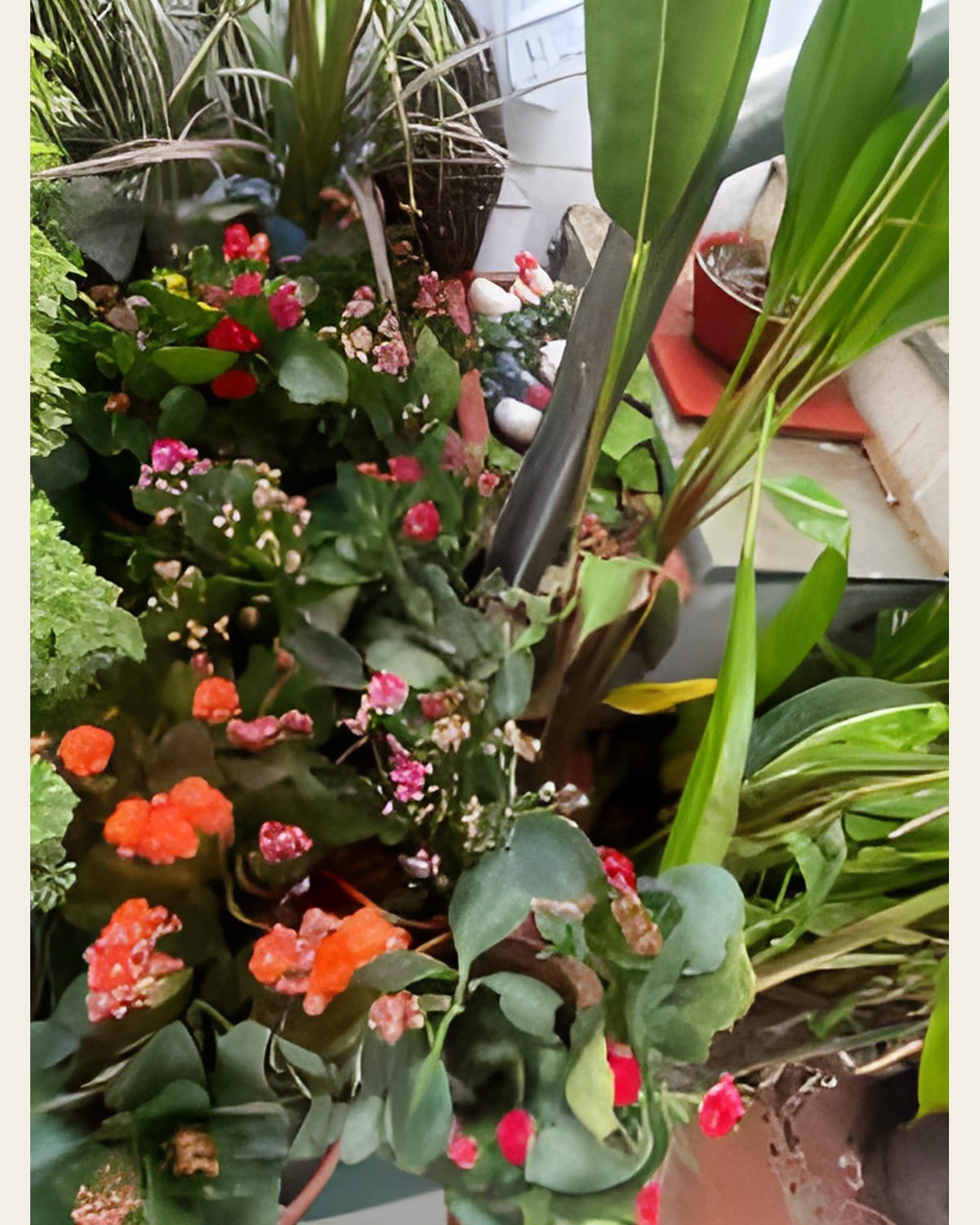 Kalanchoe, Many Colours (6 inch Pot)