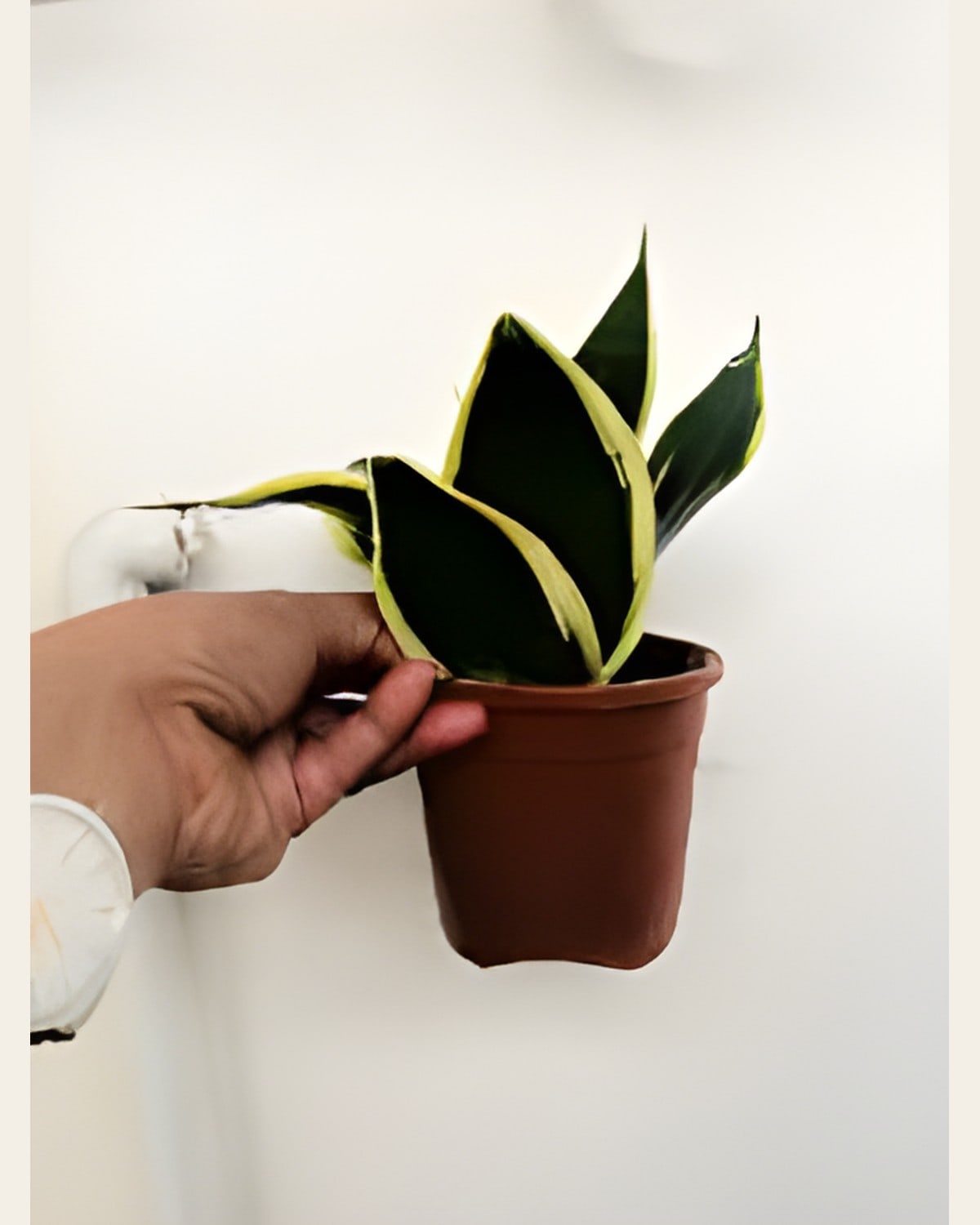 Snake Plant (3 inch Pot)