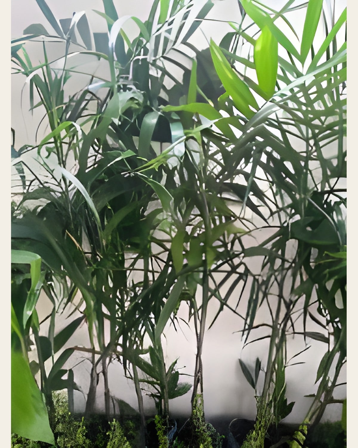 Bamboo Palm (Bag)