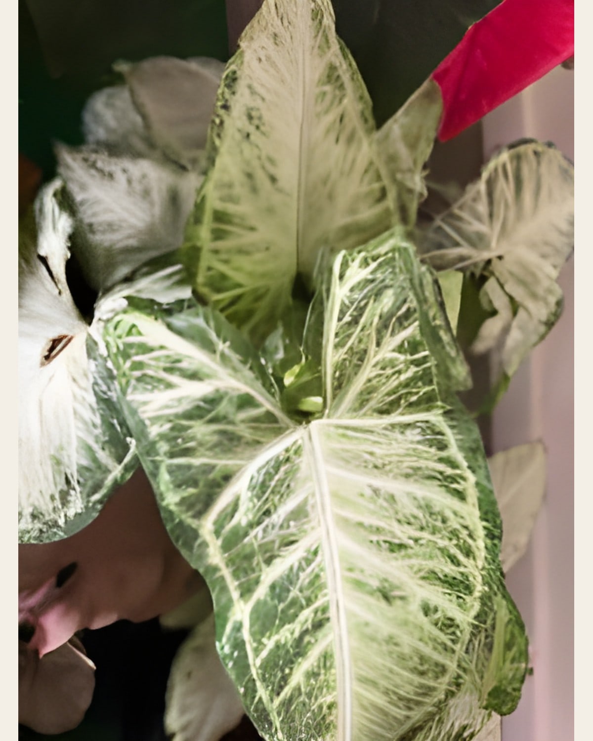 Syngonium, 5 Colours (4 inch Pot)
