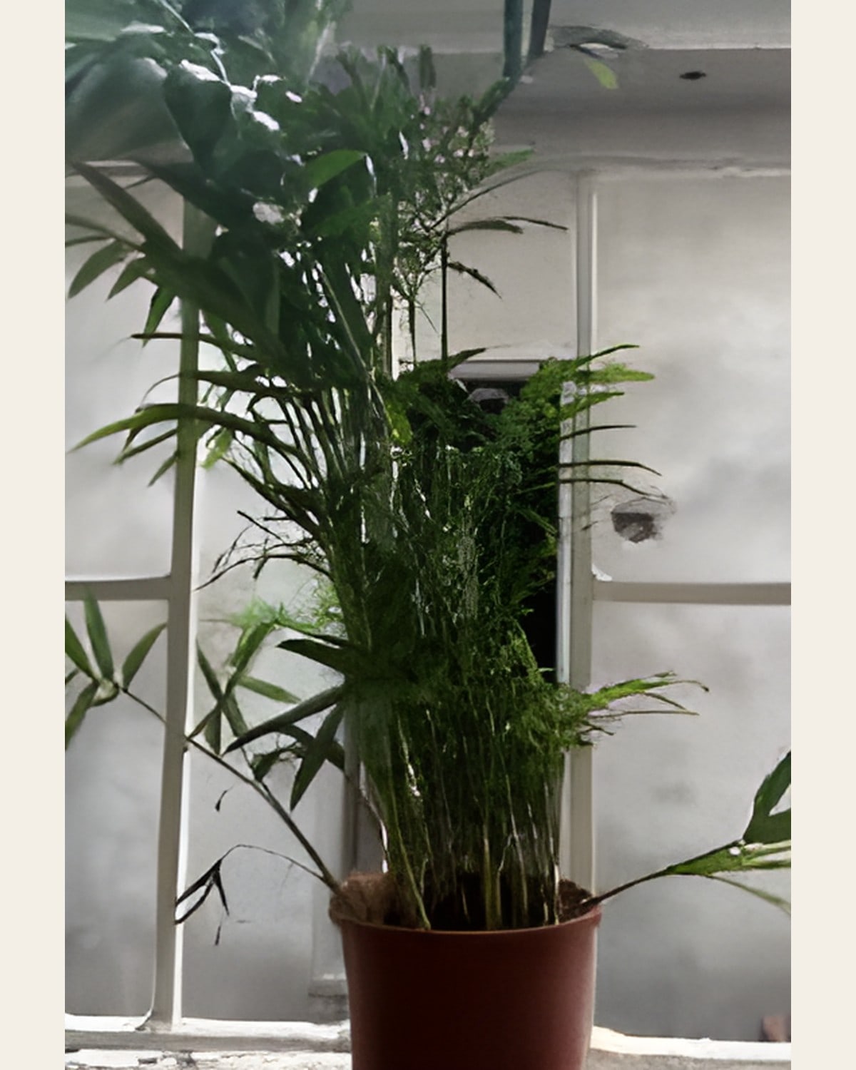 Chamaedorea Palm (3 inch Pot)