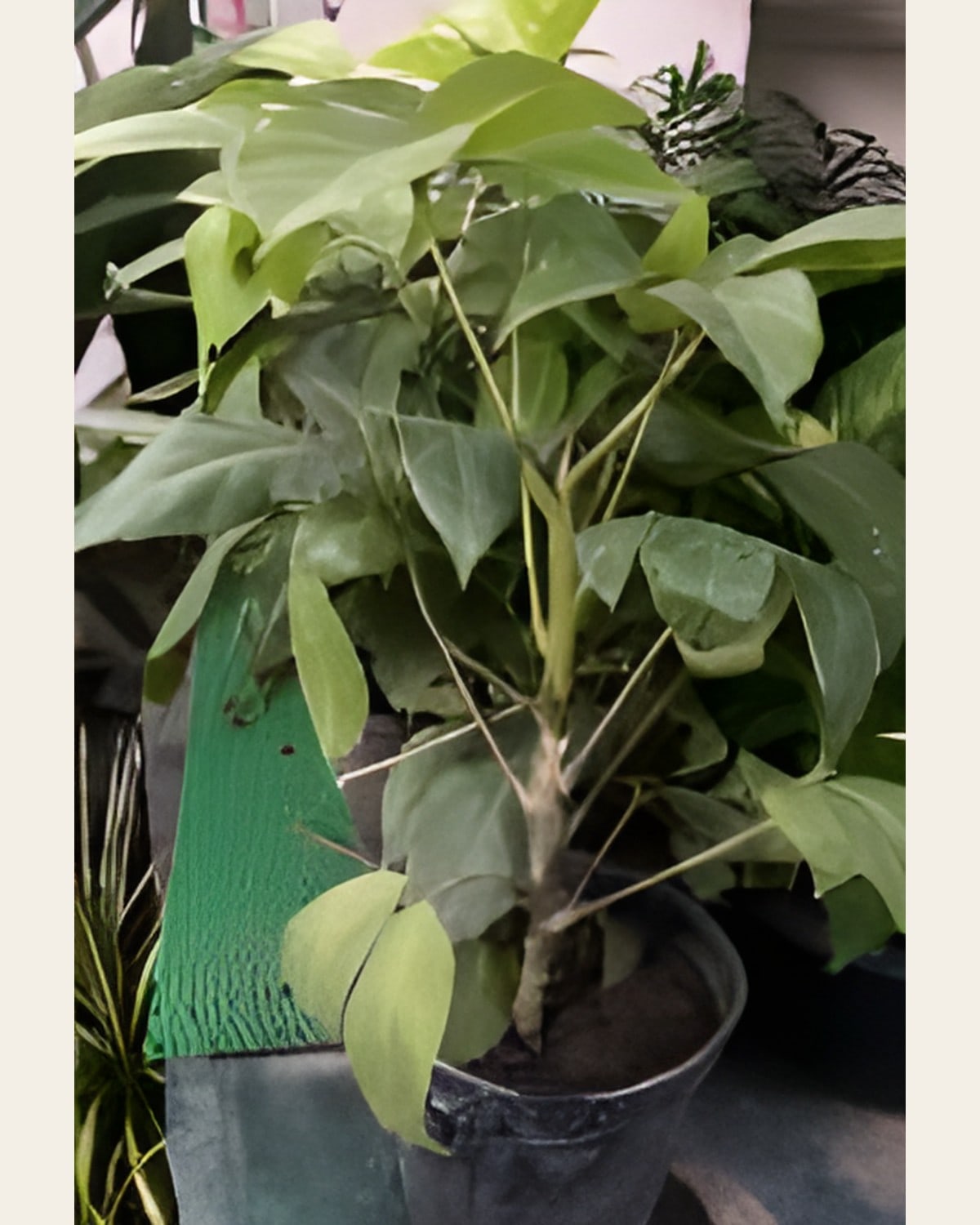 Golden Brassaia (6 inch Pot)