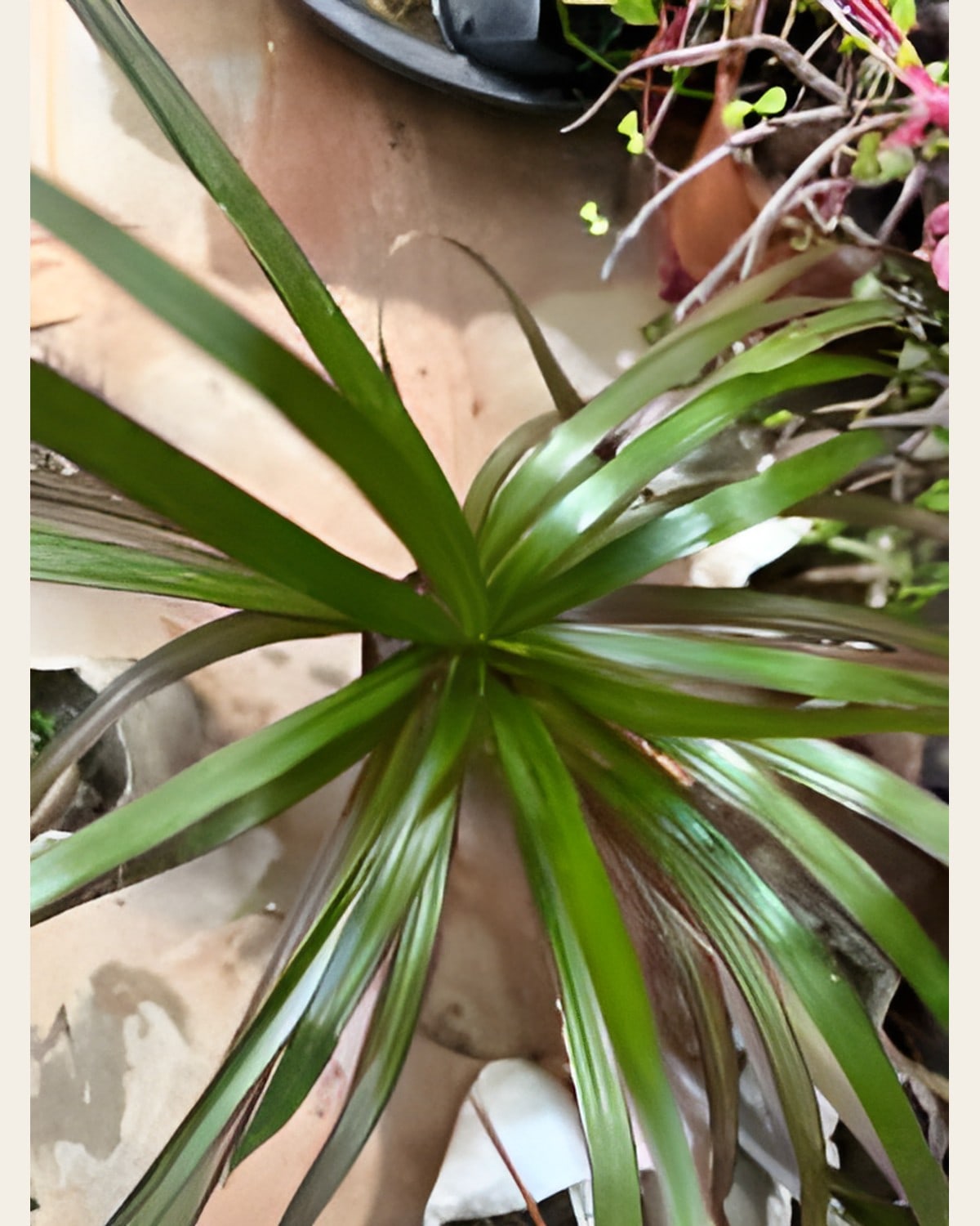 Chlorophytum, 5 Colours (Bag)
