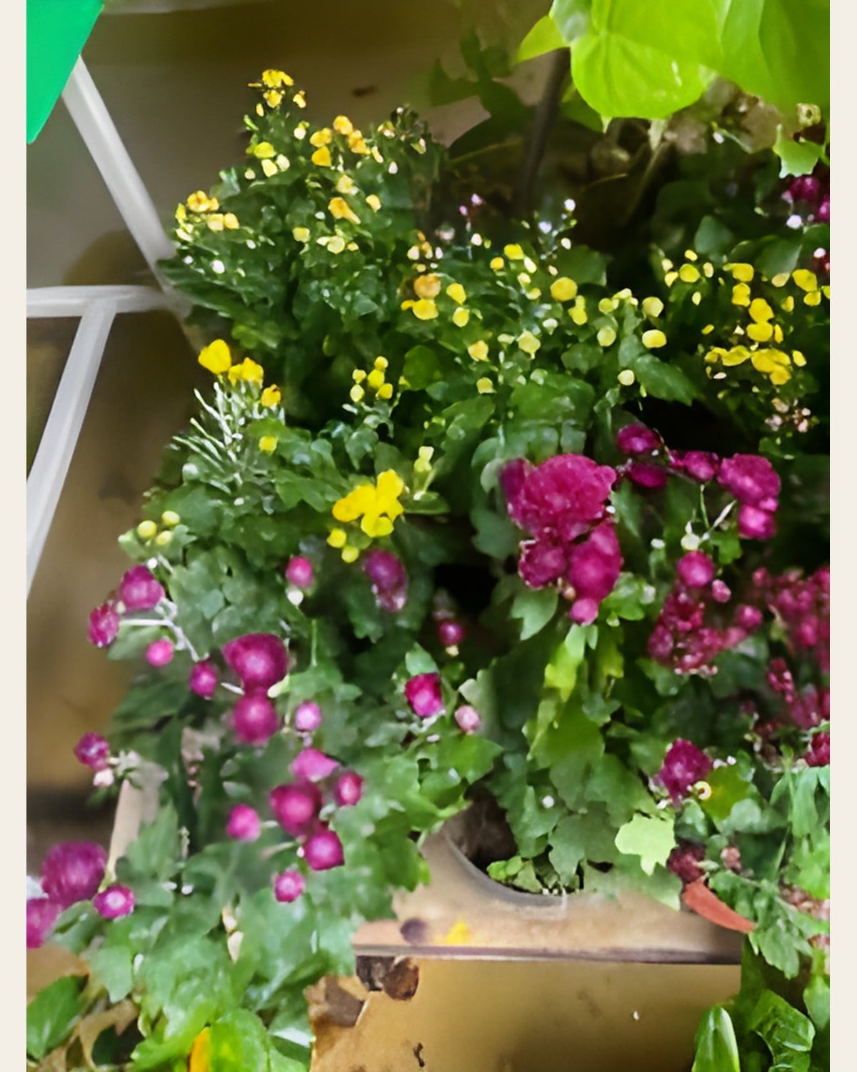 Guldaudi (Chrysanthemum), 6 inch Pot