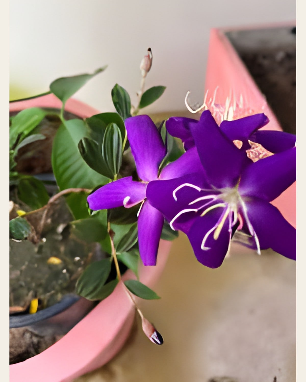 Begam Bahaar (Tibouchina), 6 inch Pot