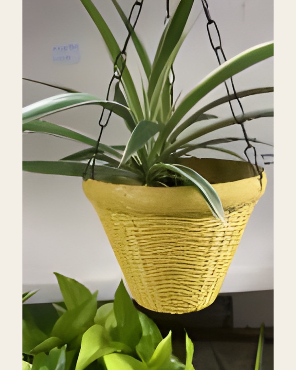 Hanging Planter with Spider Plant or Wandering Jew