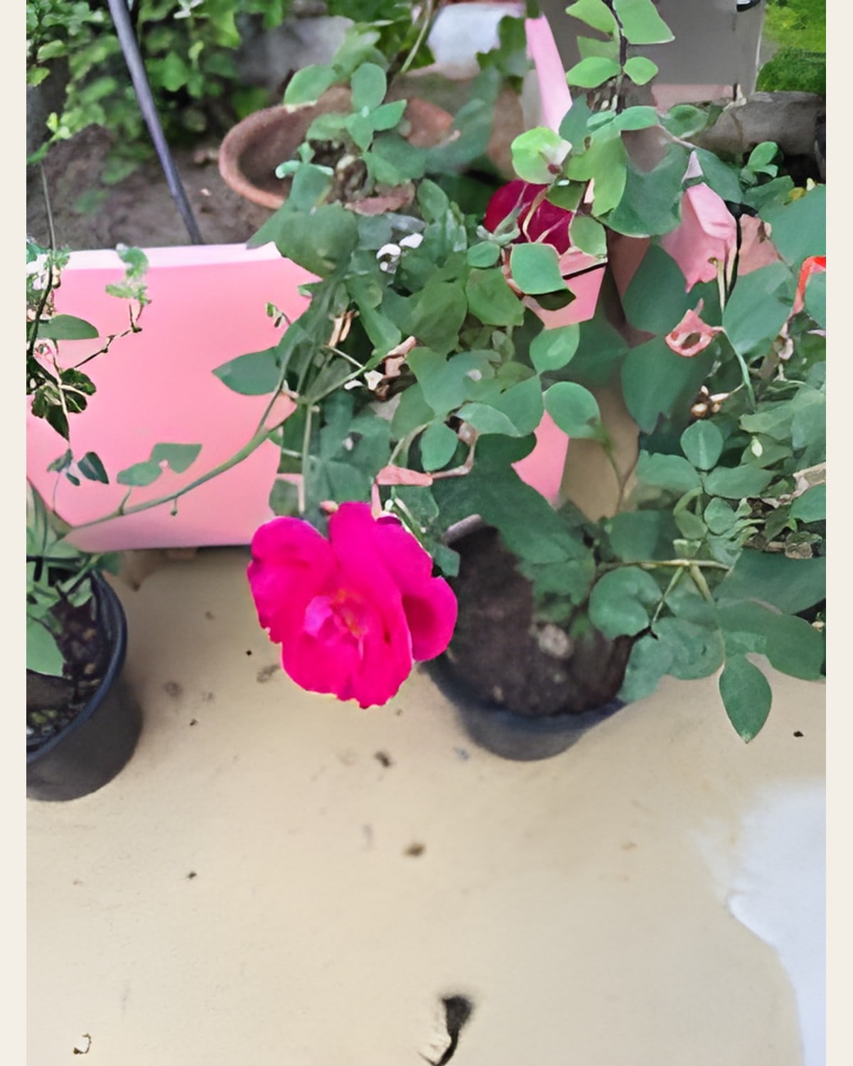 Desi Gulab (Desi Rose)