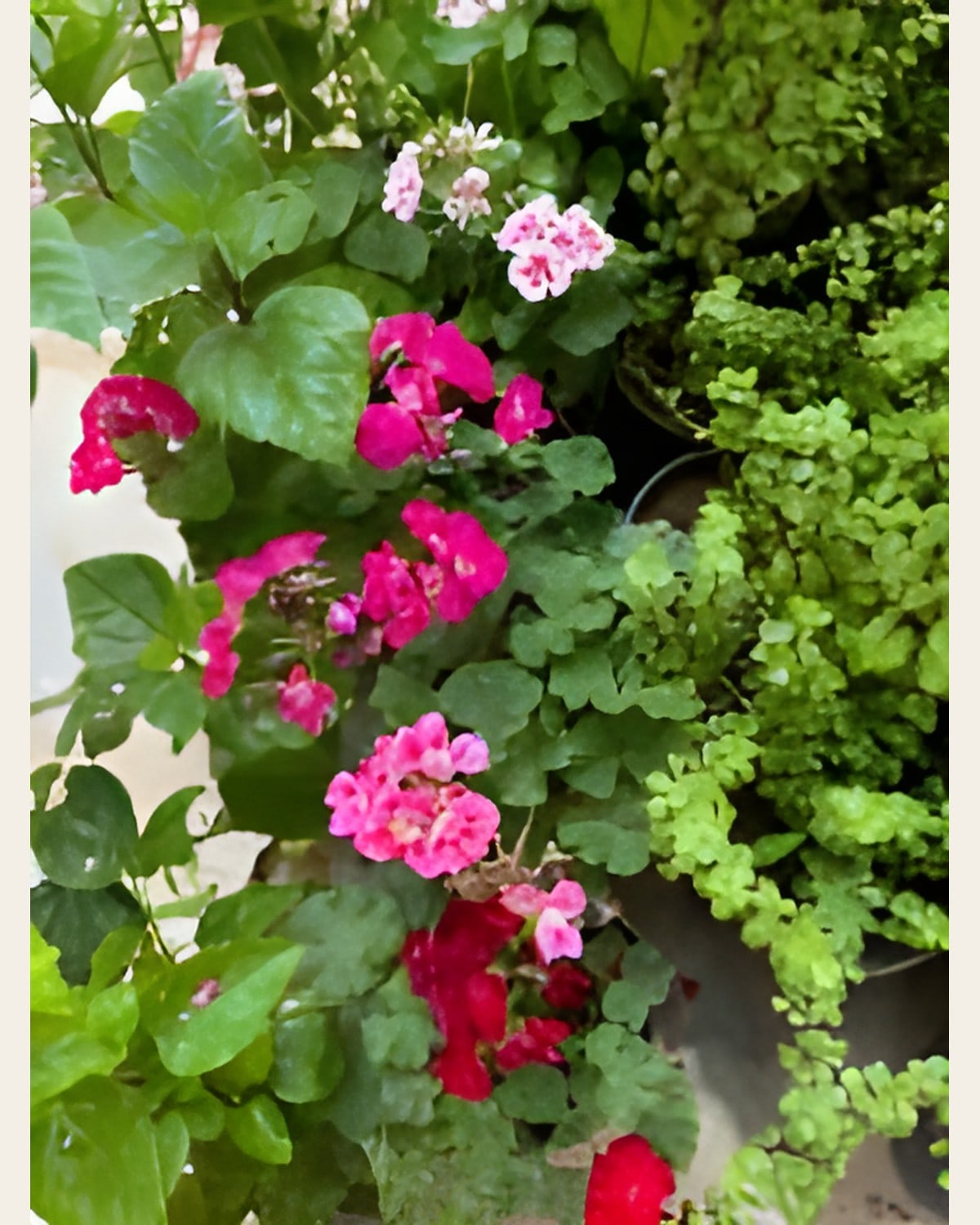 Geranium Mix, Pink and Red (6 inch Pot)