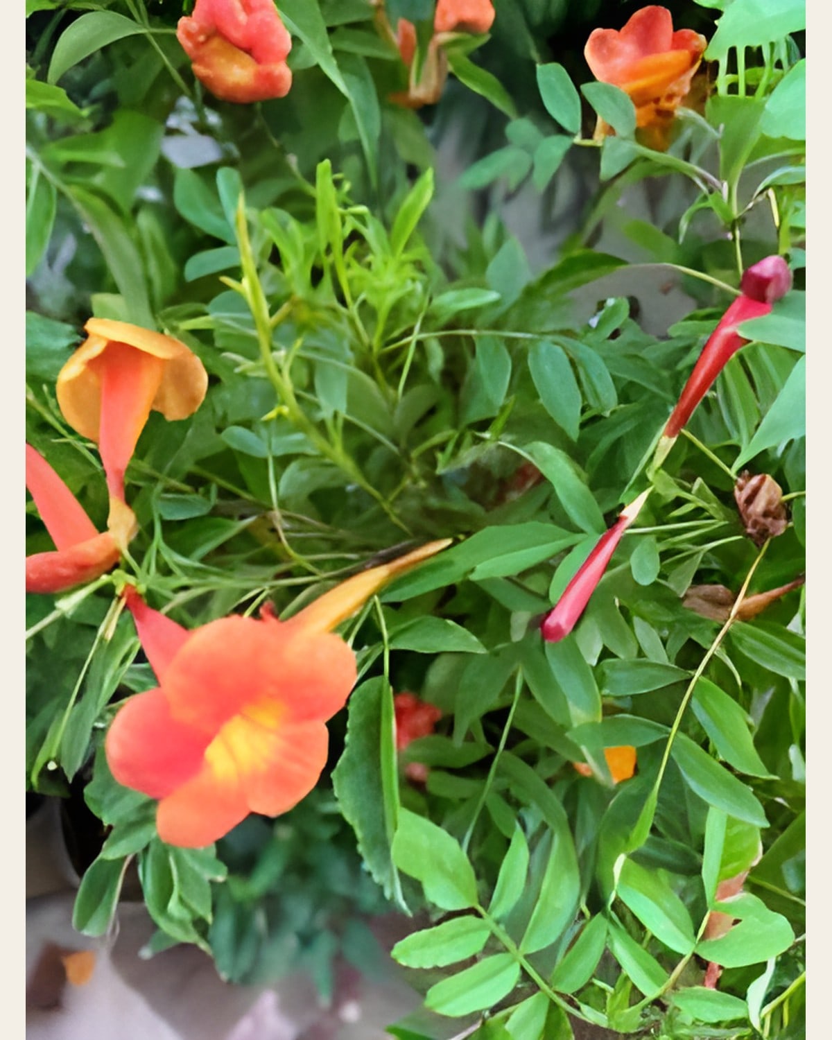 Tecoma, Yellow or Orange (6 inch Pot)