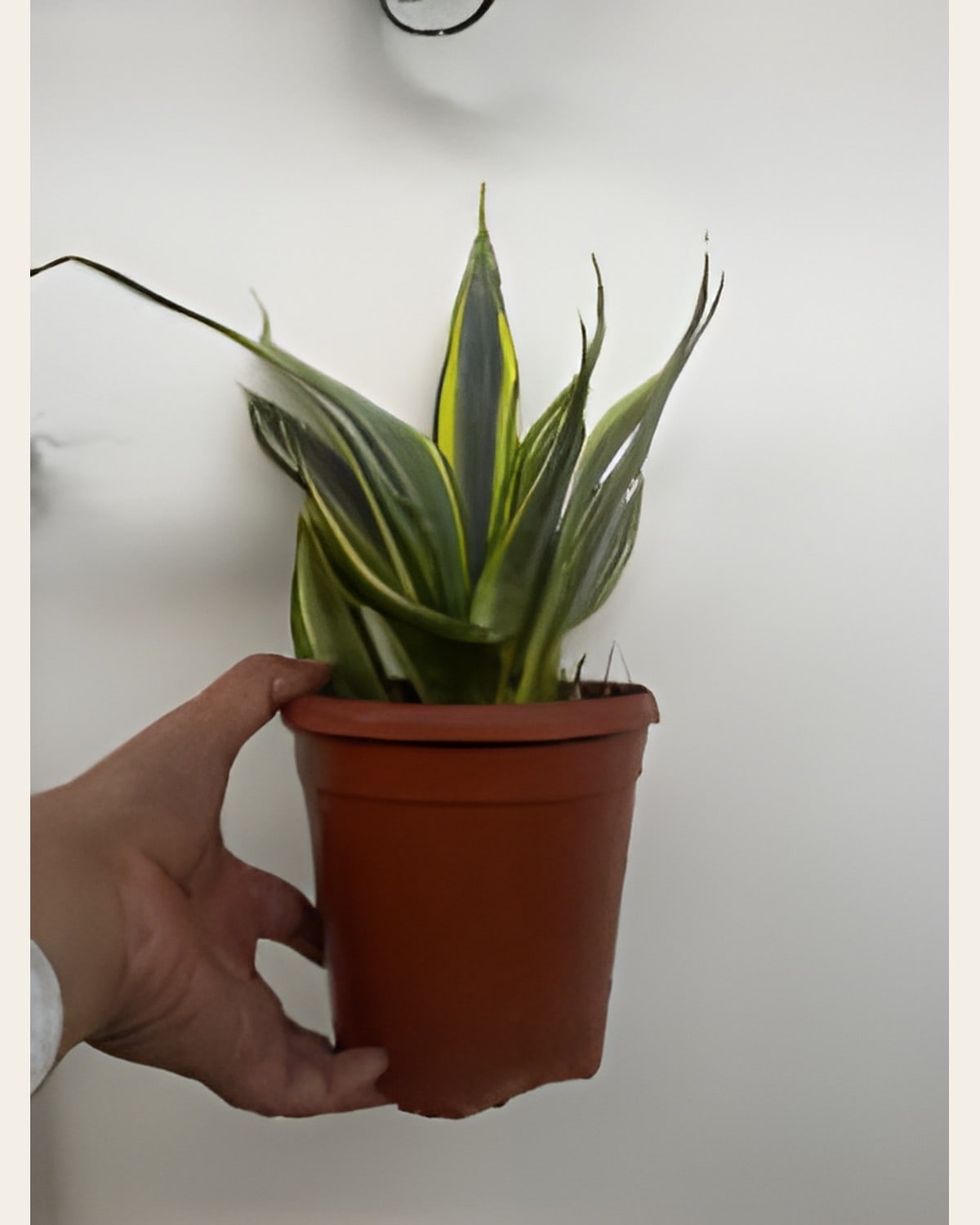 Snake Plant Tall (6 inch Pot)