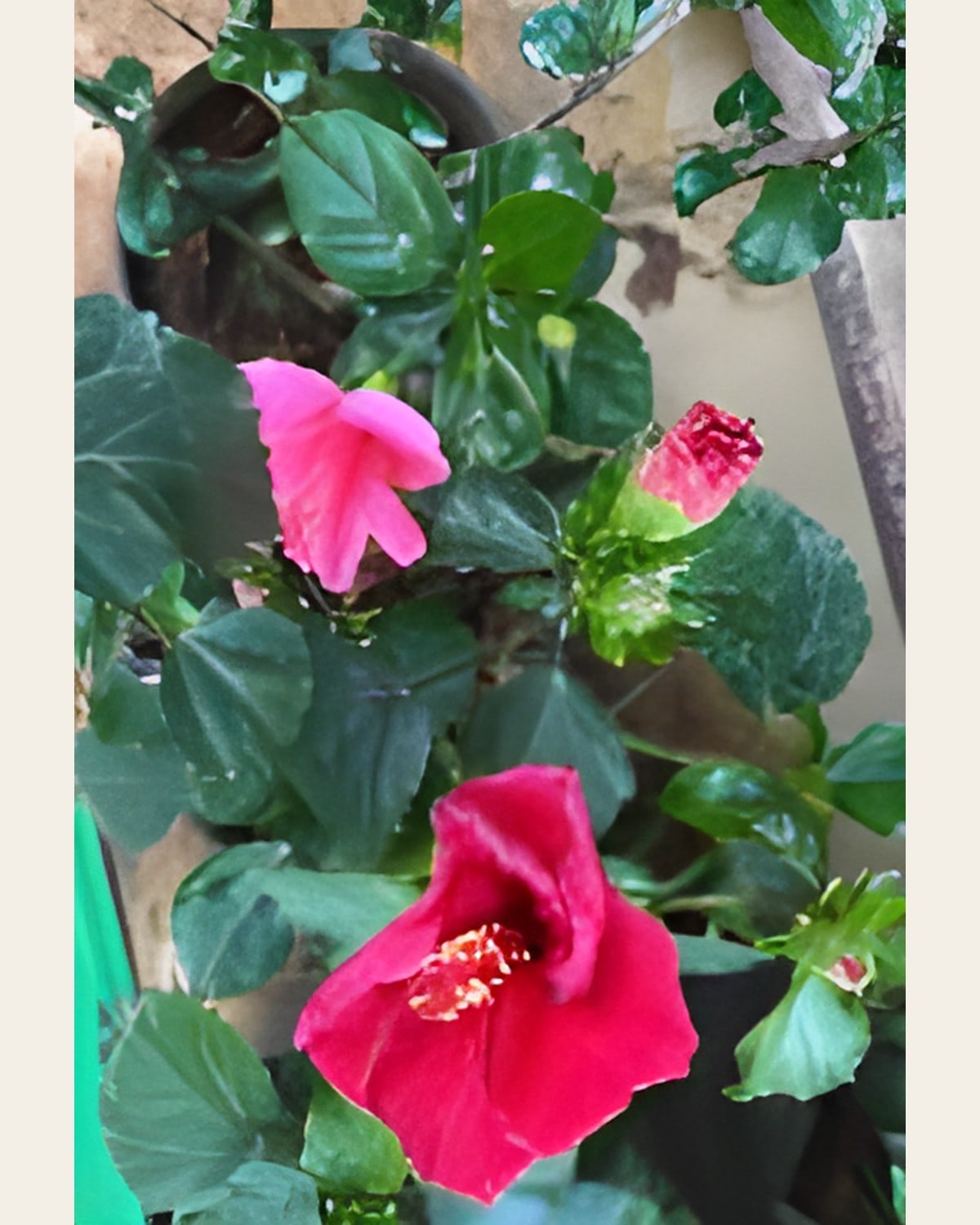 Hibiscus, Pink or Red, Single Dwarf (6 inch Pot)