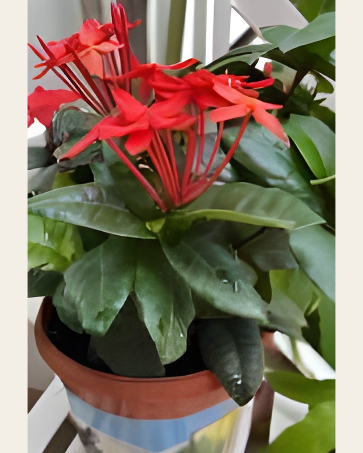 Ixora Red (6 inch Plastic Pot)