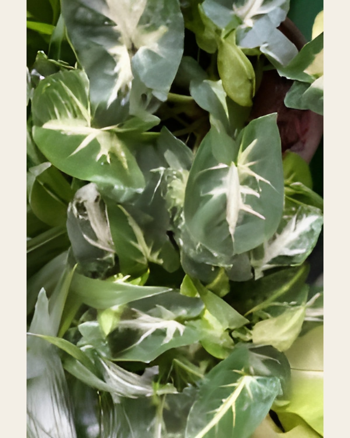 Syngonium White Butterfly (4 inch Plastic Pot)