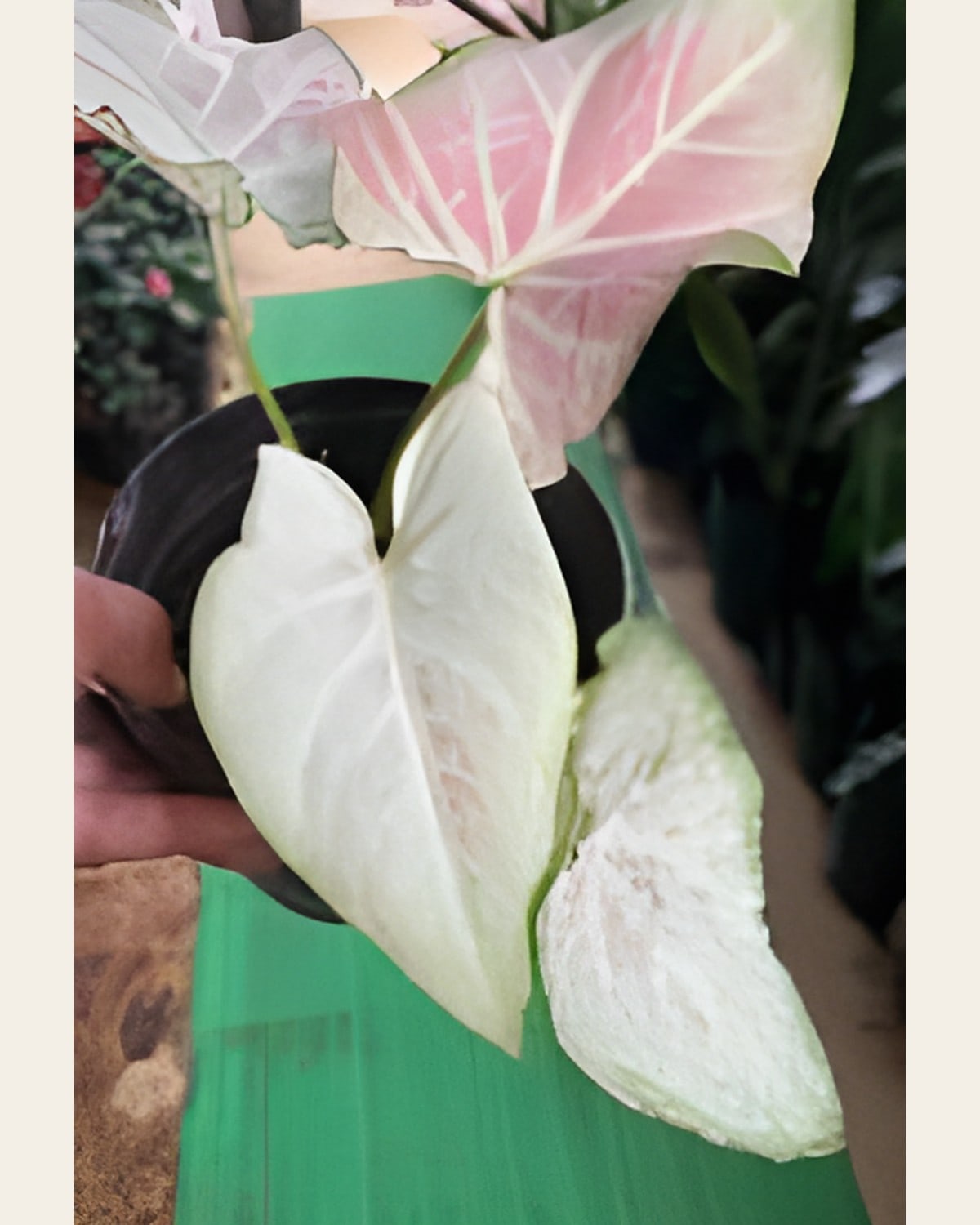 Caladium Blush White (6 inch Plastic Pot)