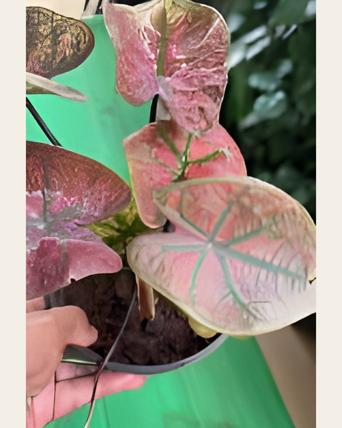 Caladium Pink with Green Veins (6 inch Plastic Pot)