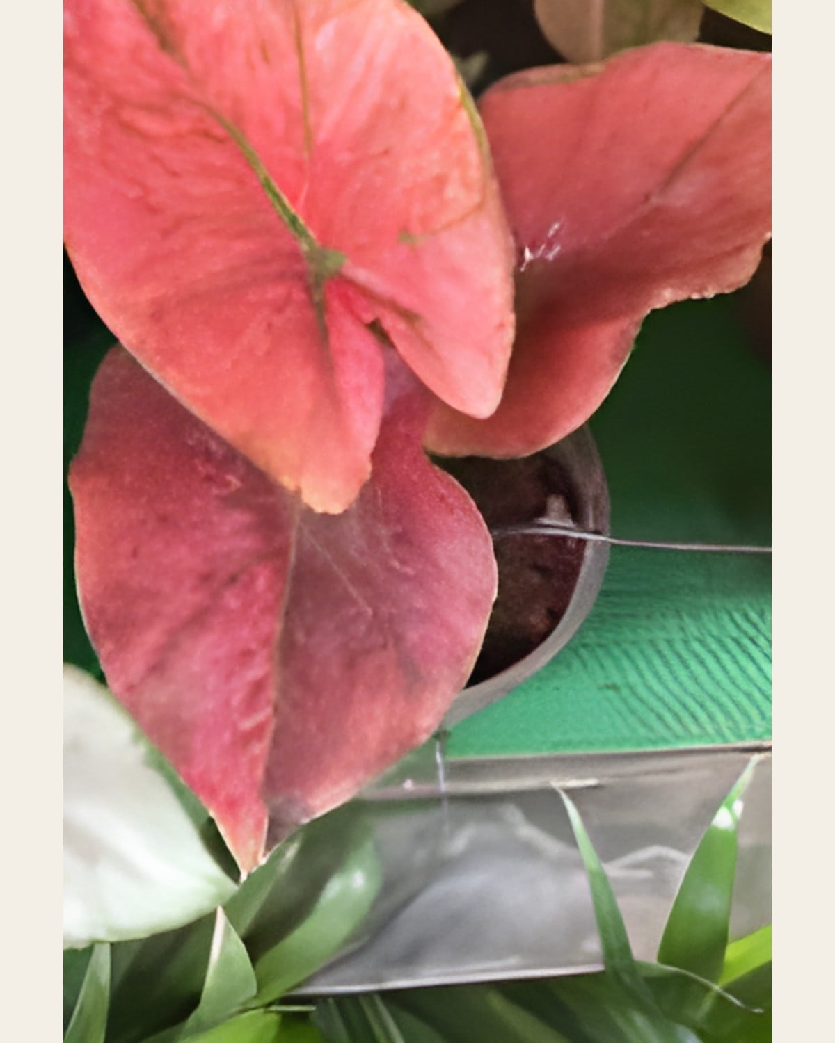 Caladium Coral Red (6 inch Plastic Pot)