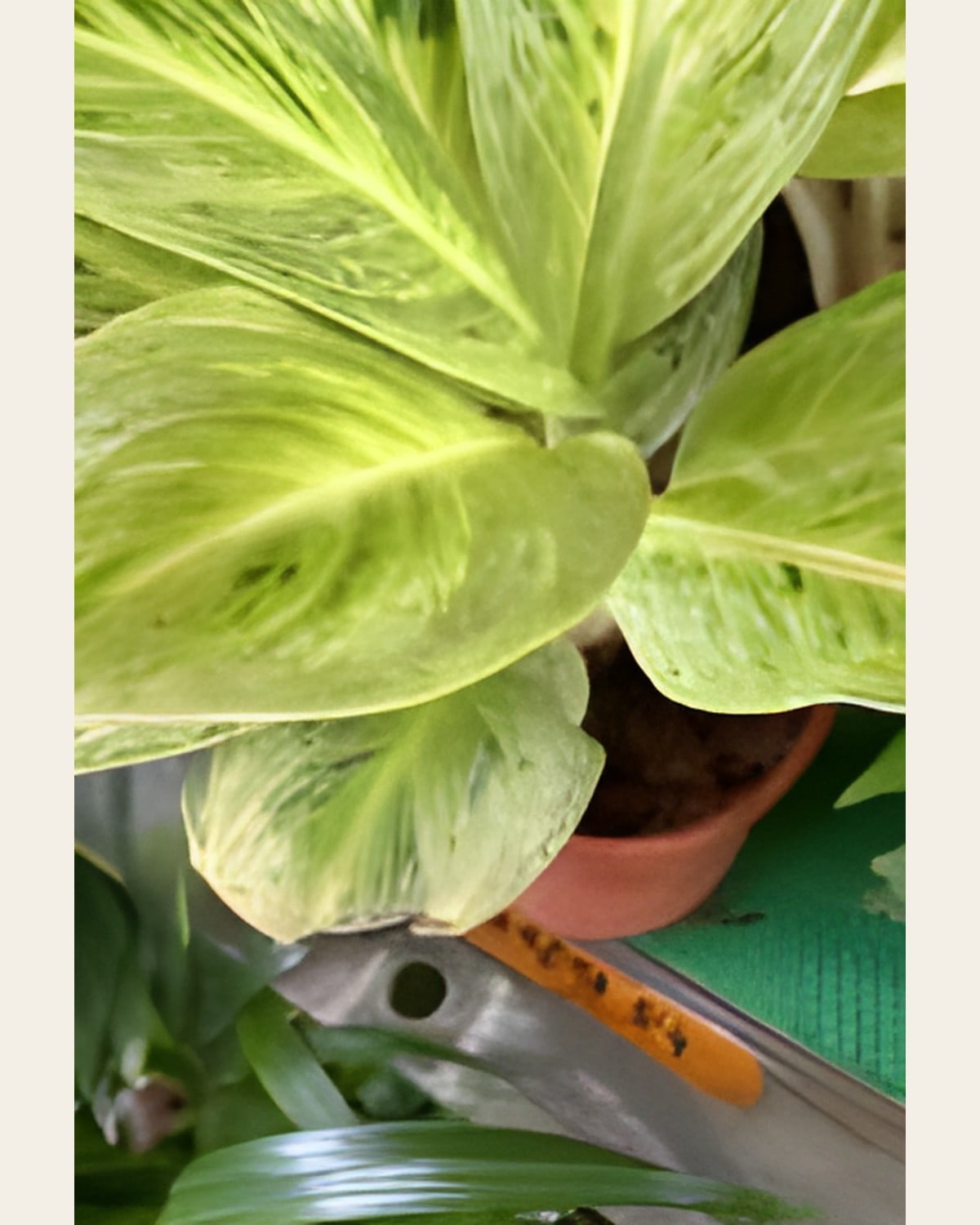 Aglaonema Big, Lime (6 inch Plastic Pot)