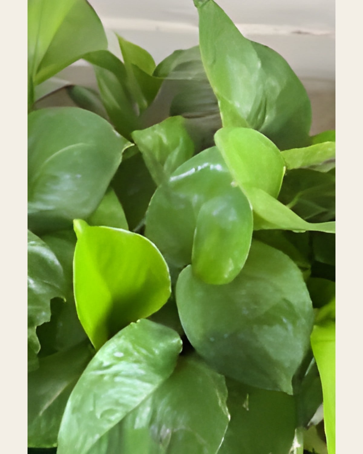 Green Pothos (5 inch Plastic Pot)