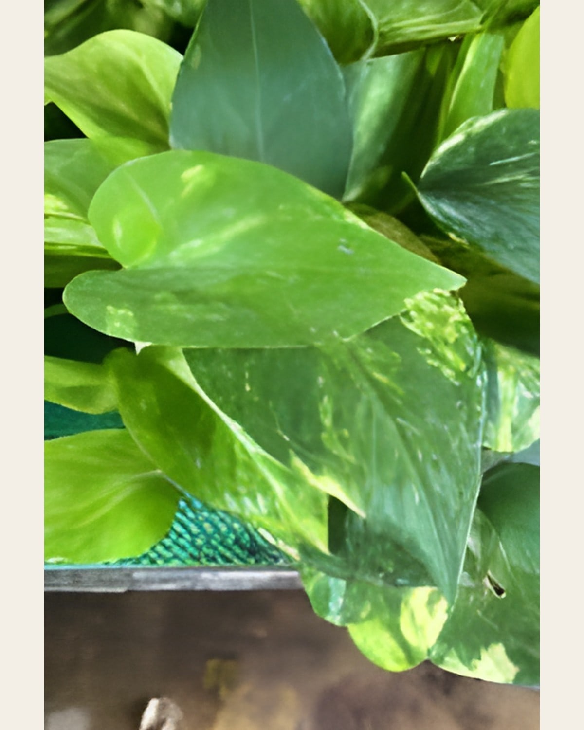 Variegated Money Plant (4 inch Plastic Pot)