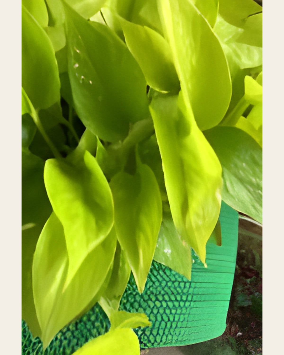 Golden Money Plant (4 inch Plastic Pot)