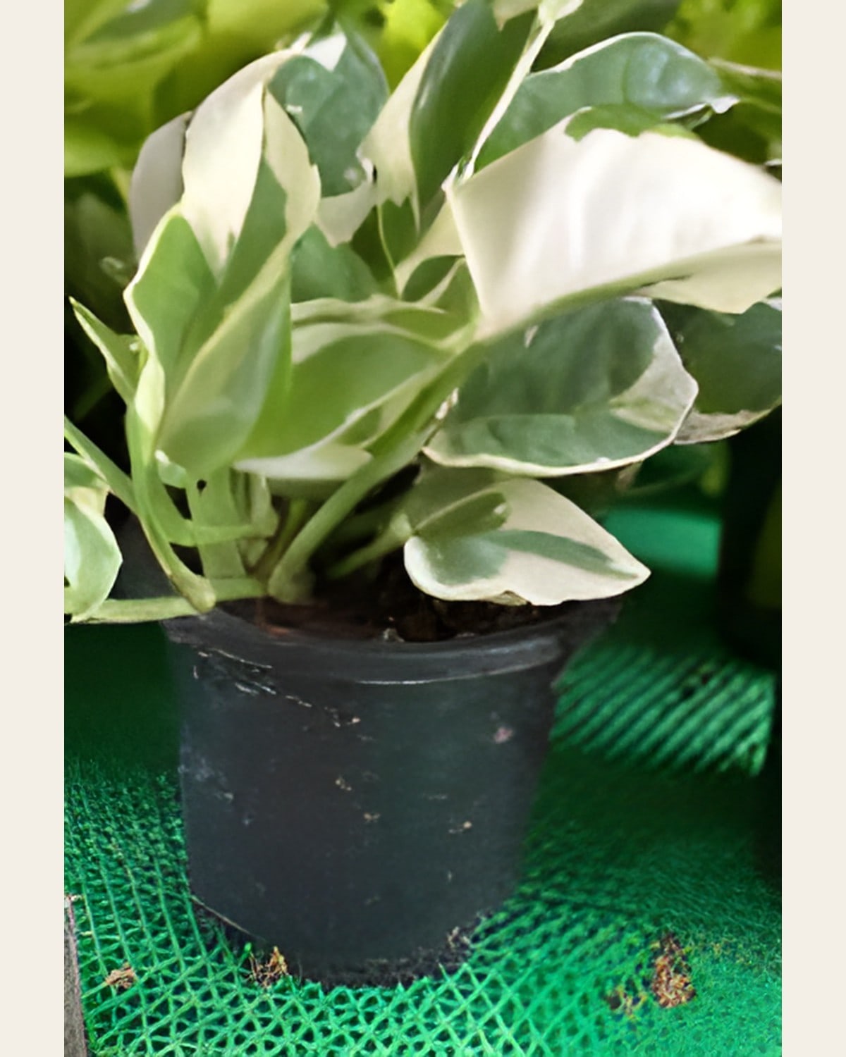 Money Plant N'Joy (4 or 5 inch Plastic Pot)