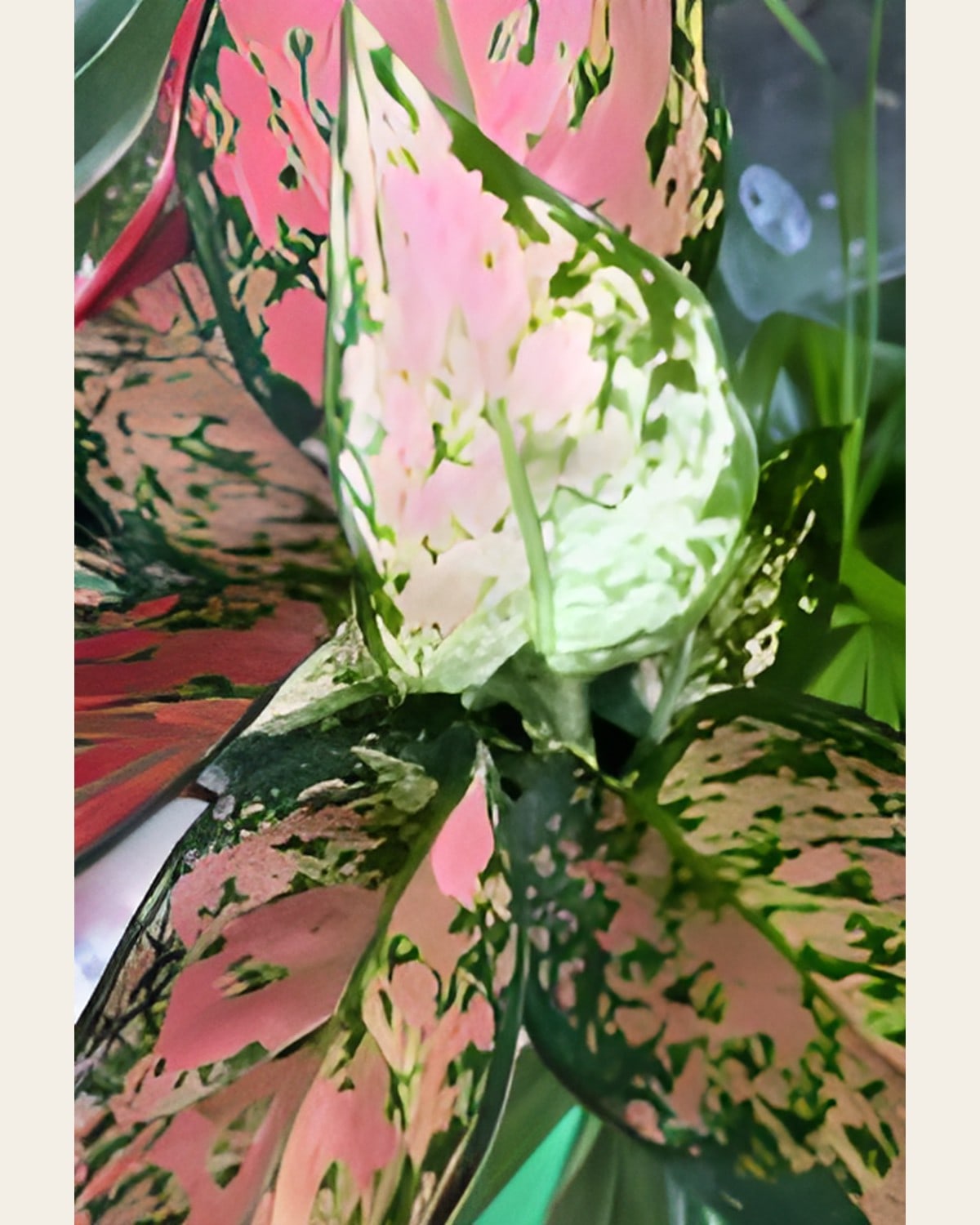 Aglaonema Pink Splash, Small (3 inch Plastic Pot)