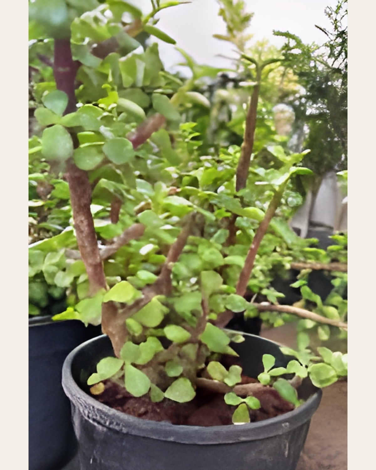 Jade (6 inch Pot)