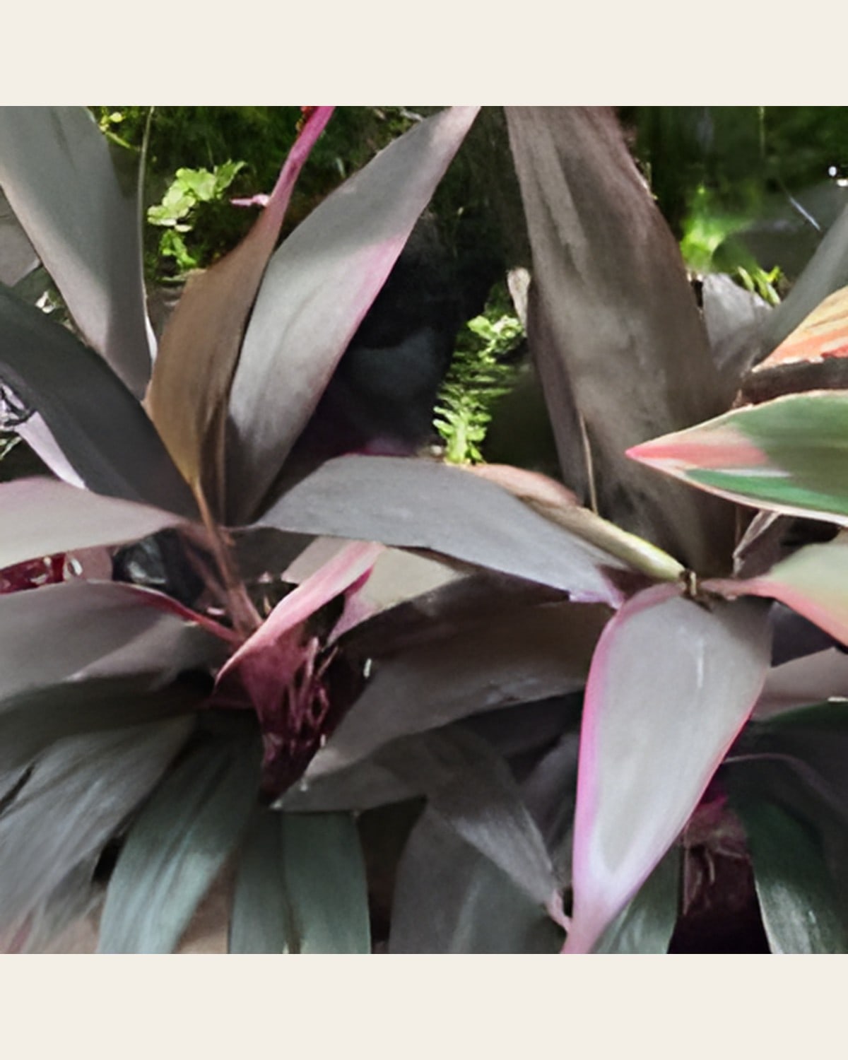 Dracaena Red (10 inch Pot)