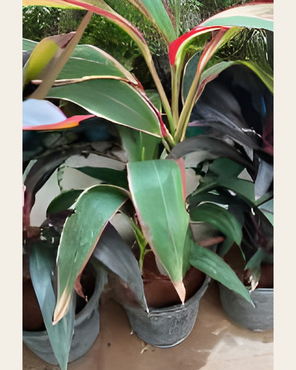 Dracaena Green (10 inch Pot)