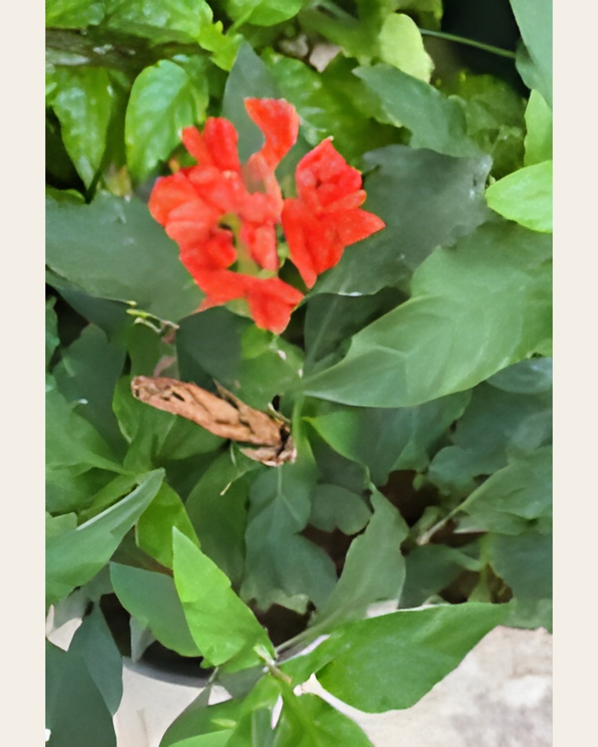 Crossandra, Orange and Yellow