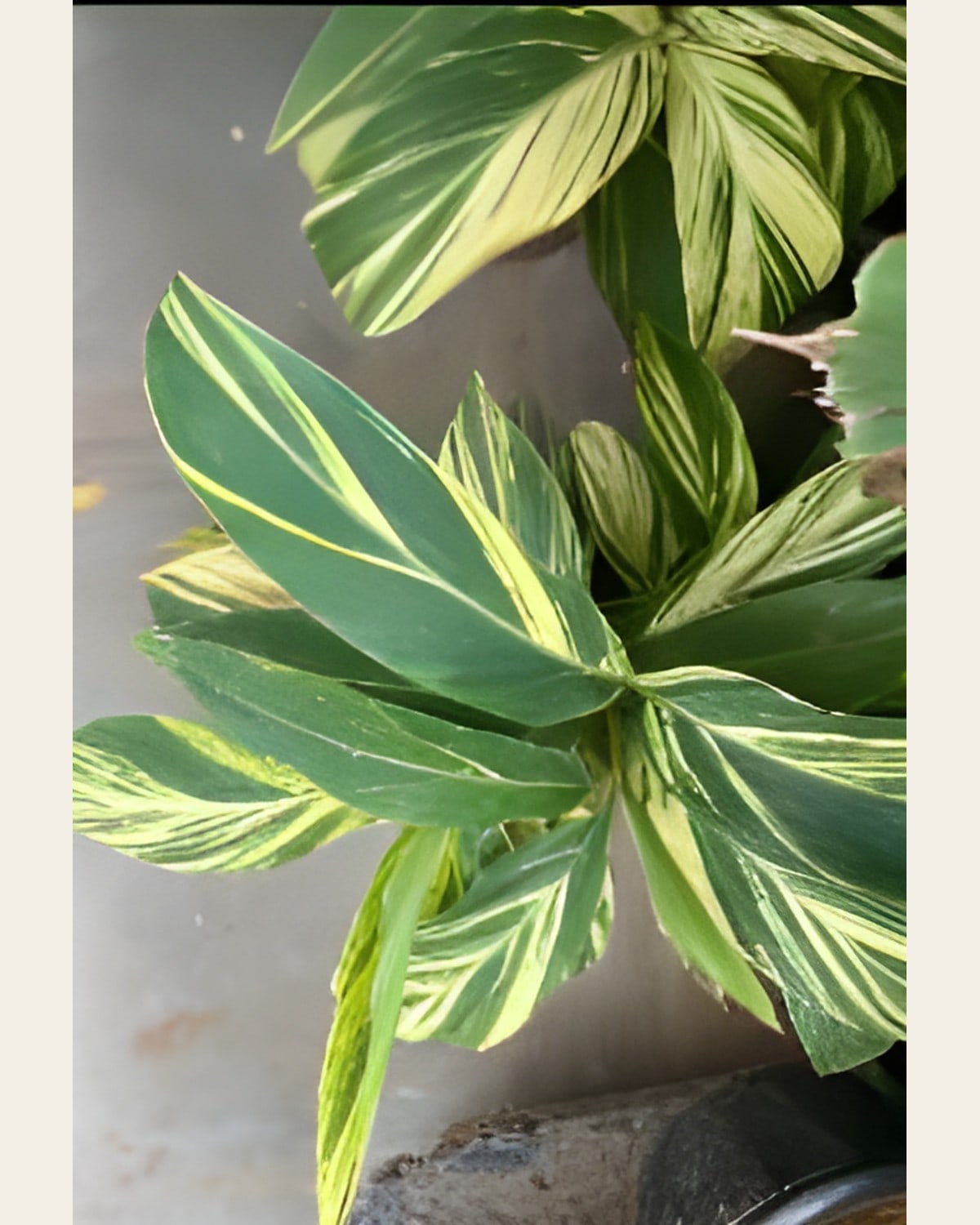 Ginger Plant