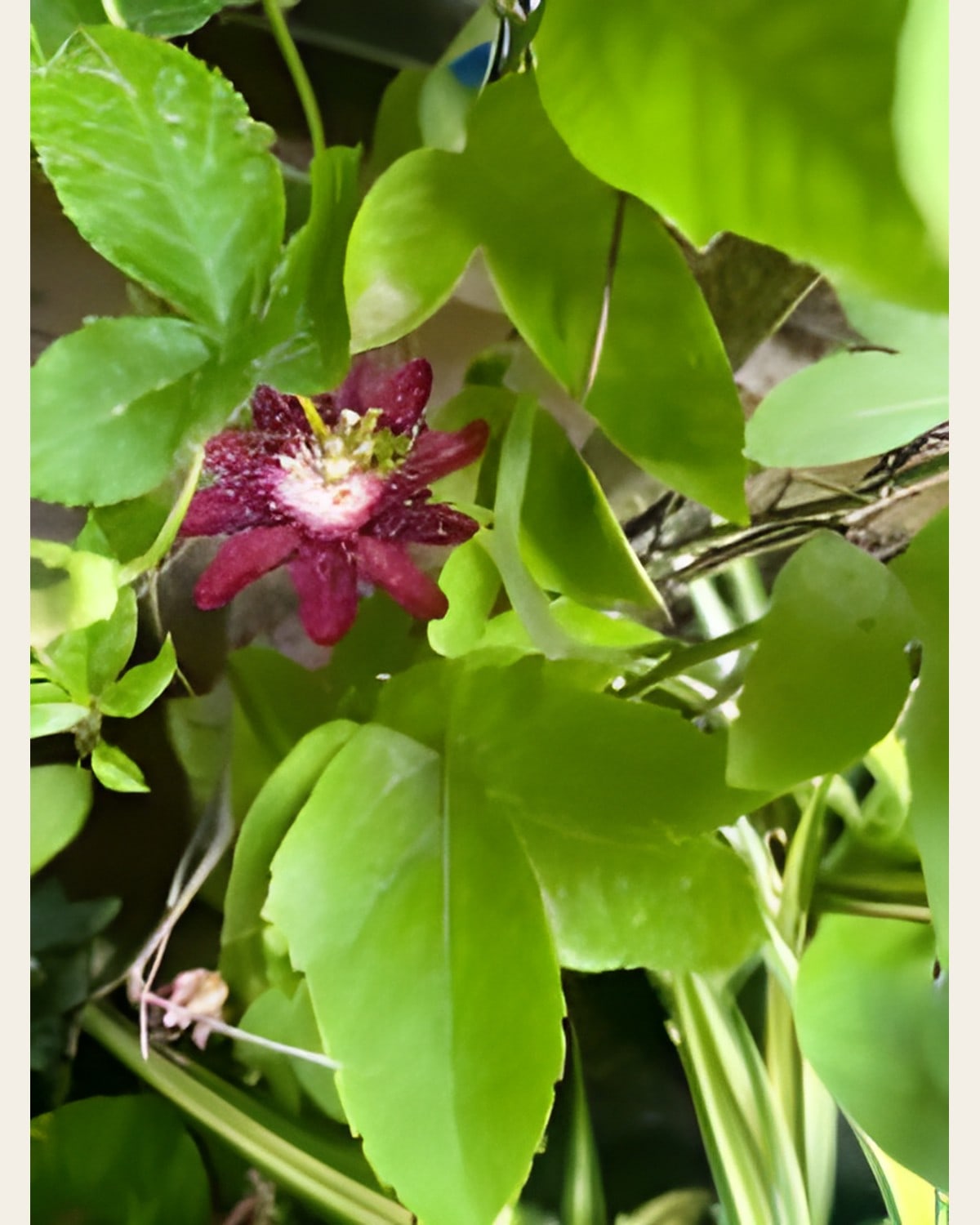 Rakhi Bel, Purple and Maroon (Passion Flower)