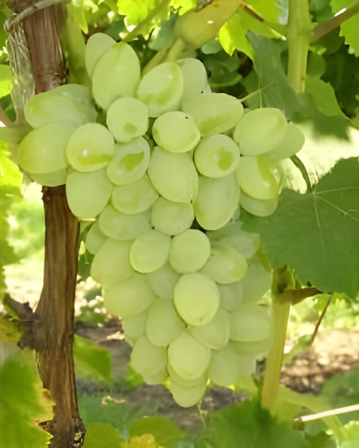 Seedless Thai Grape Plant (Grafted)