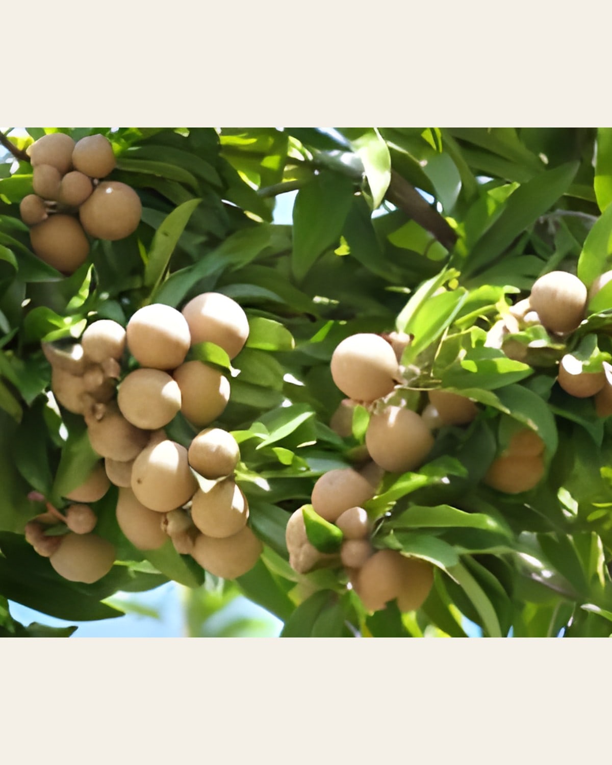 Thai Chikoo Plant (Grafted, Dwarf)