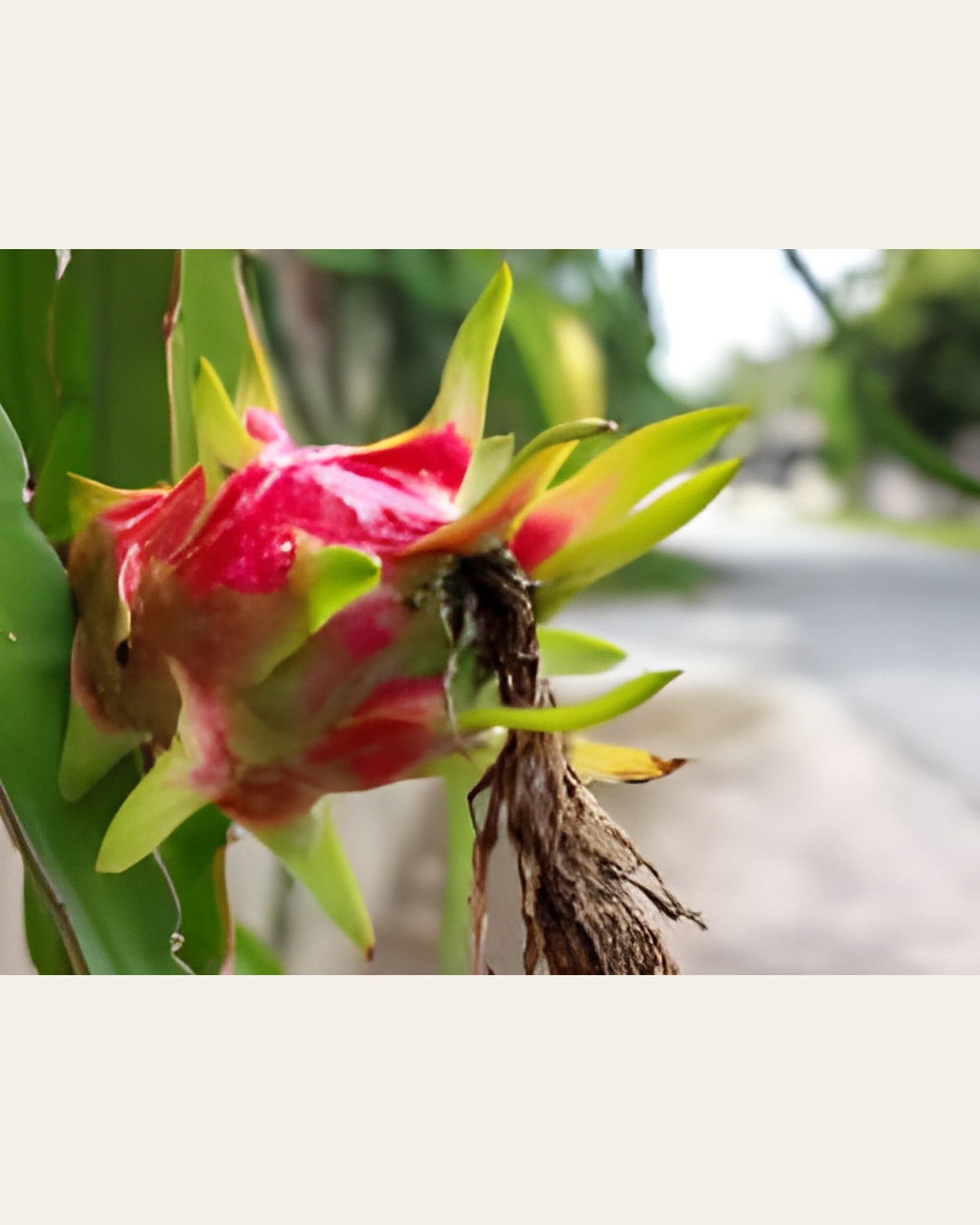 Dragon Fruit Plant