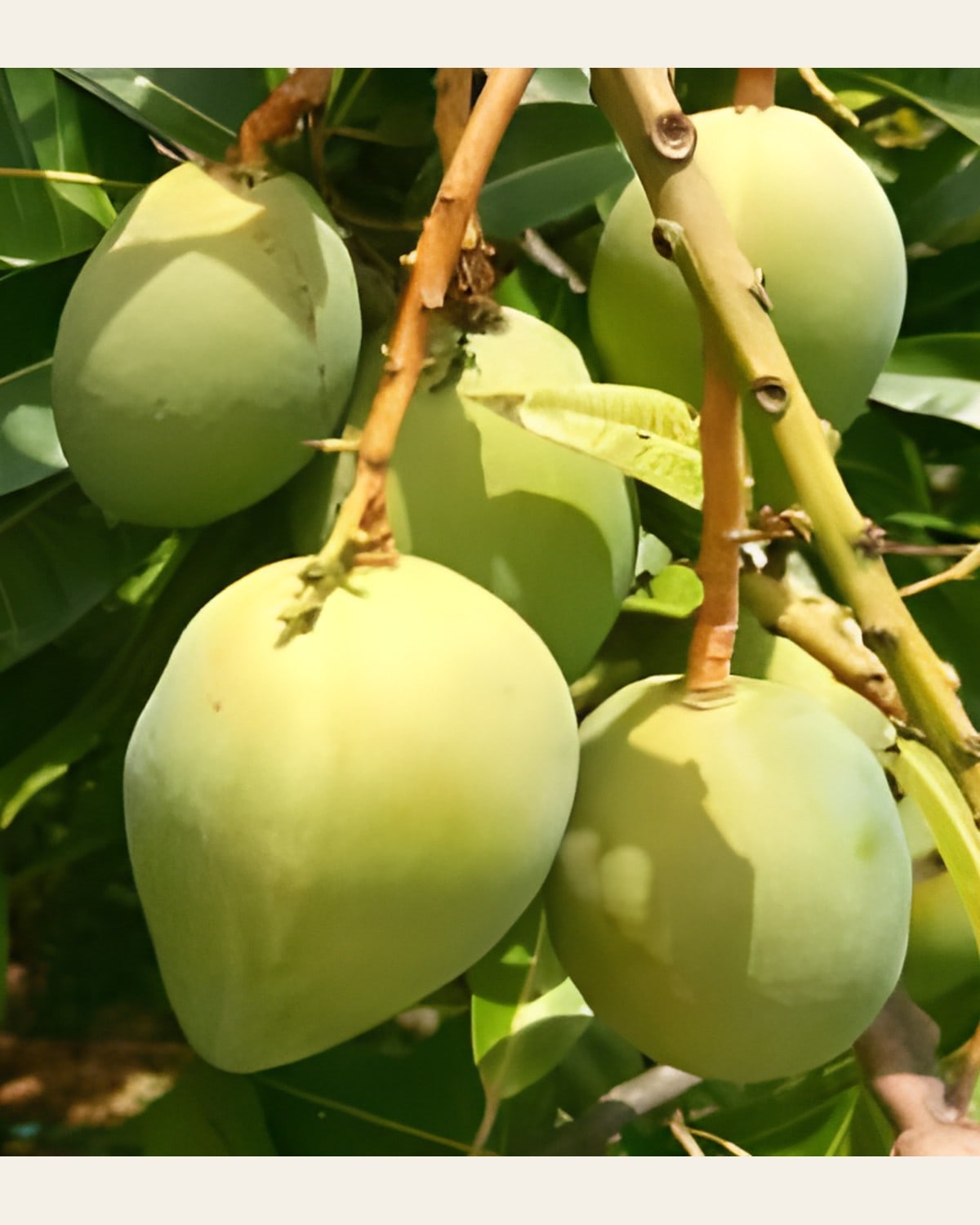 Kishan Bhog Mango Plant (Grafted)