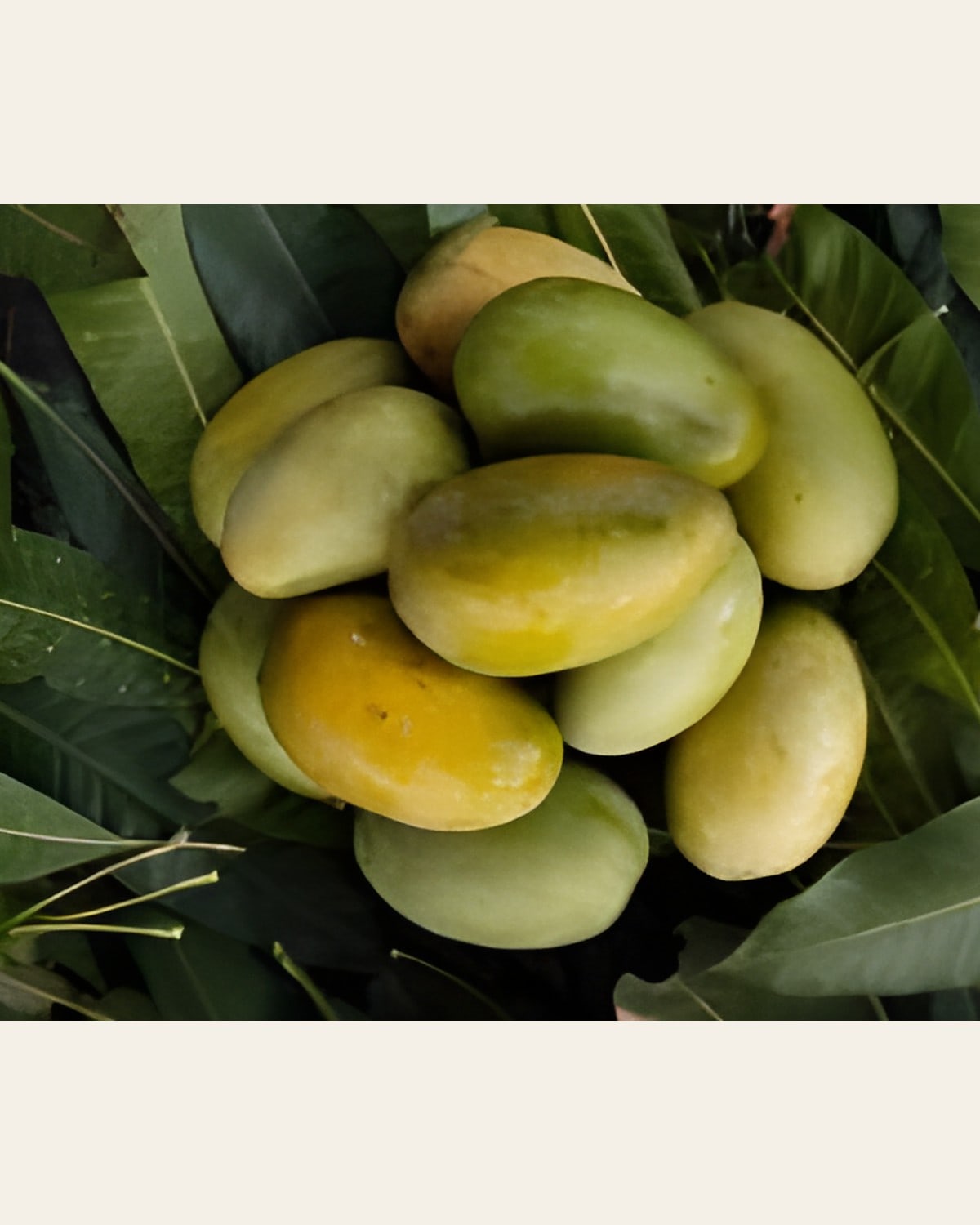 Amrapali Mango Plant (Hybrid)