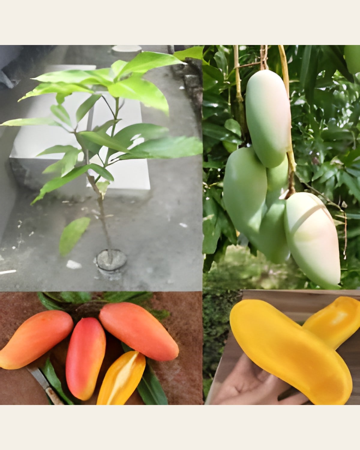 Mahachanak Mango Plant (Grafted, Dwarf)