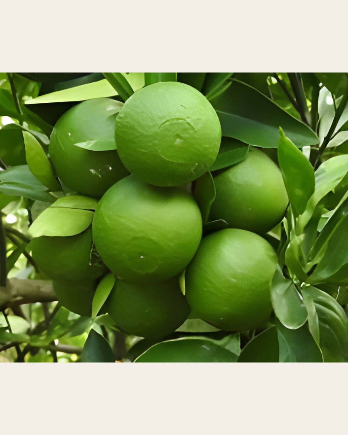 Bari 1 Malta Lemon Plant (Grafted)