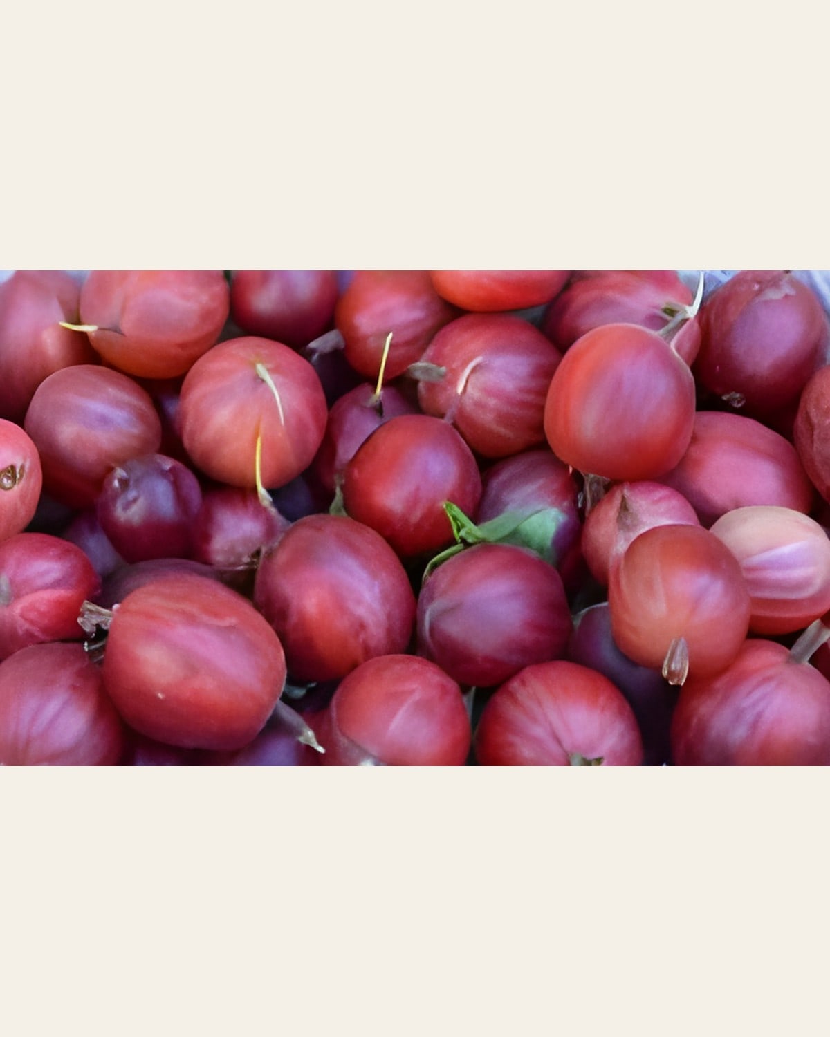 Red Amla Plant
