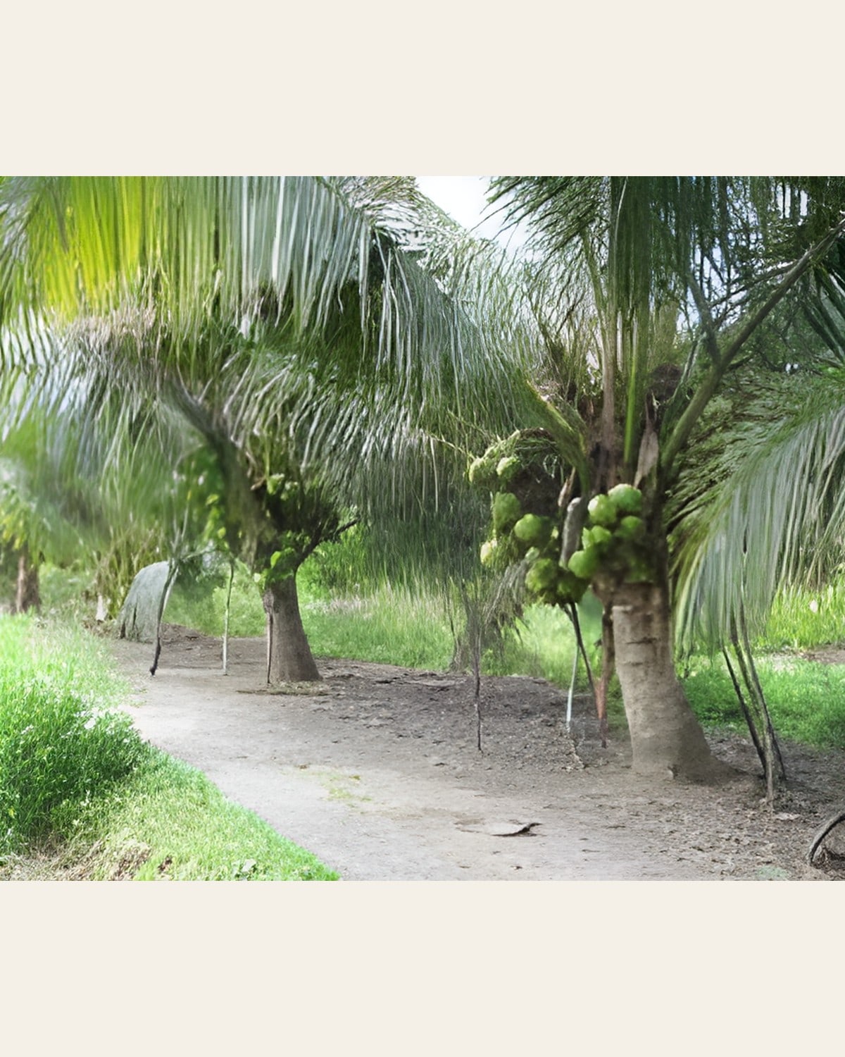 Ganga Bardhan Coconut Plant