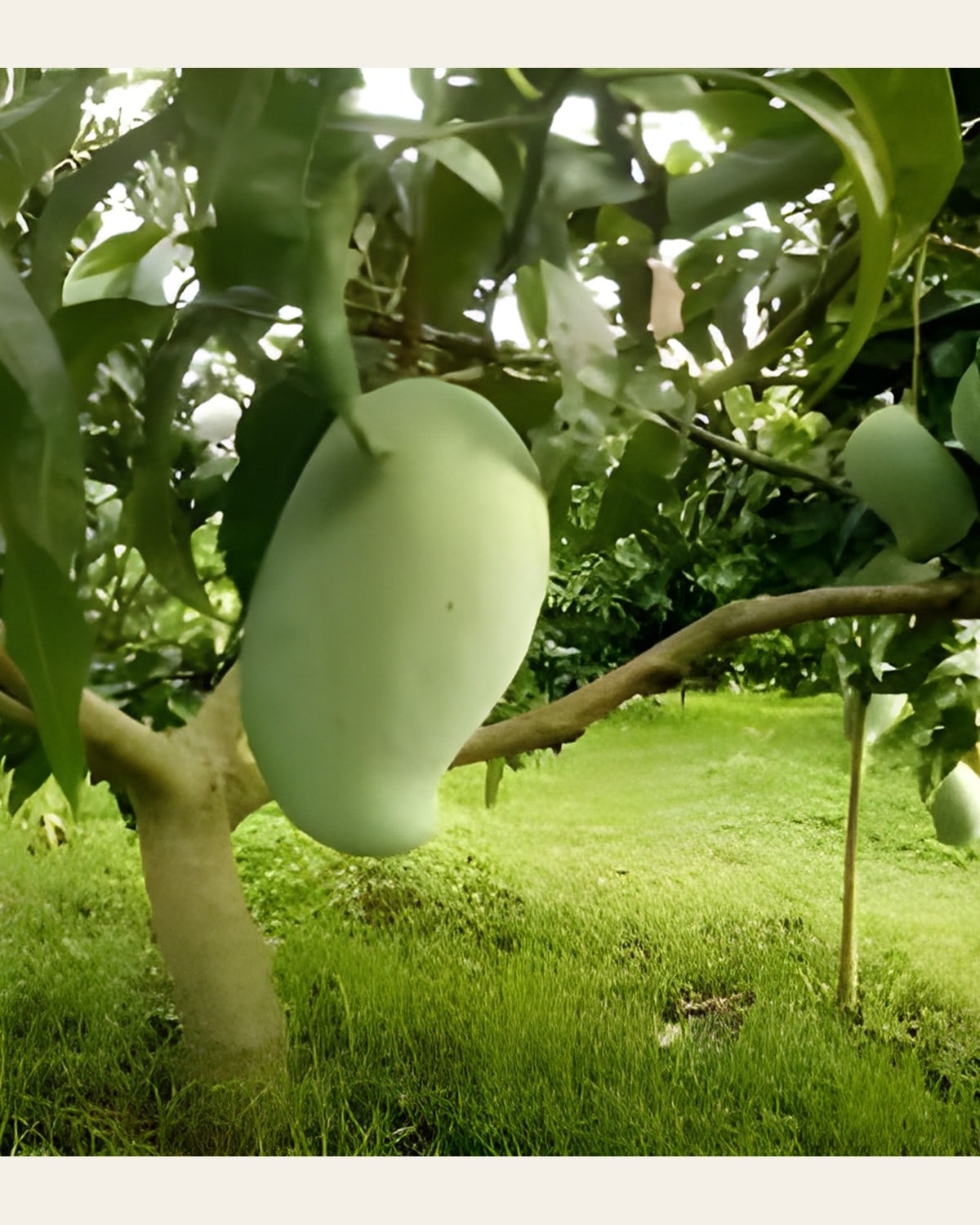 Brunei King Mango Plant (Grafted)