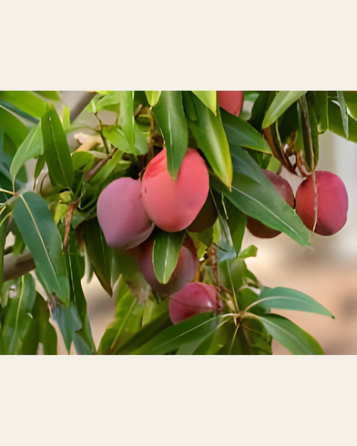 Red Apple Mango Plant (Grafted)