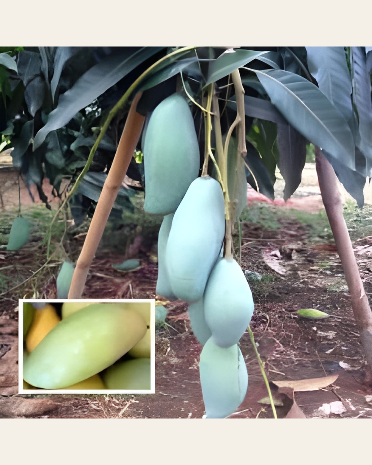 Qjai Mango Plant (Grafted)