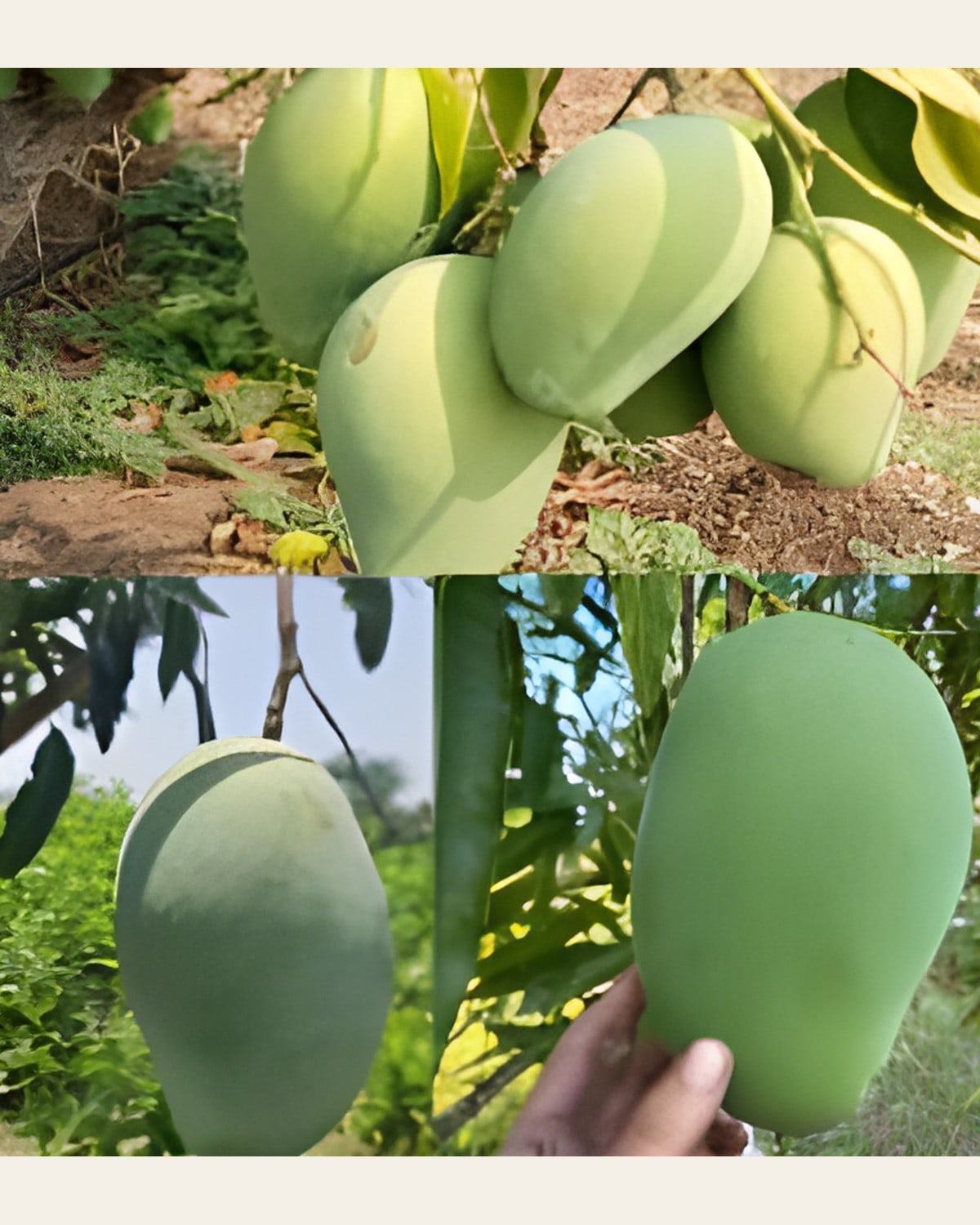 Mallika Mango Plant